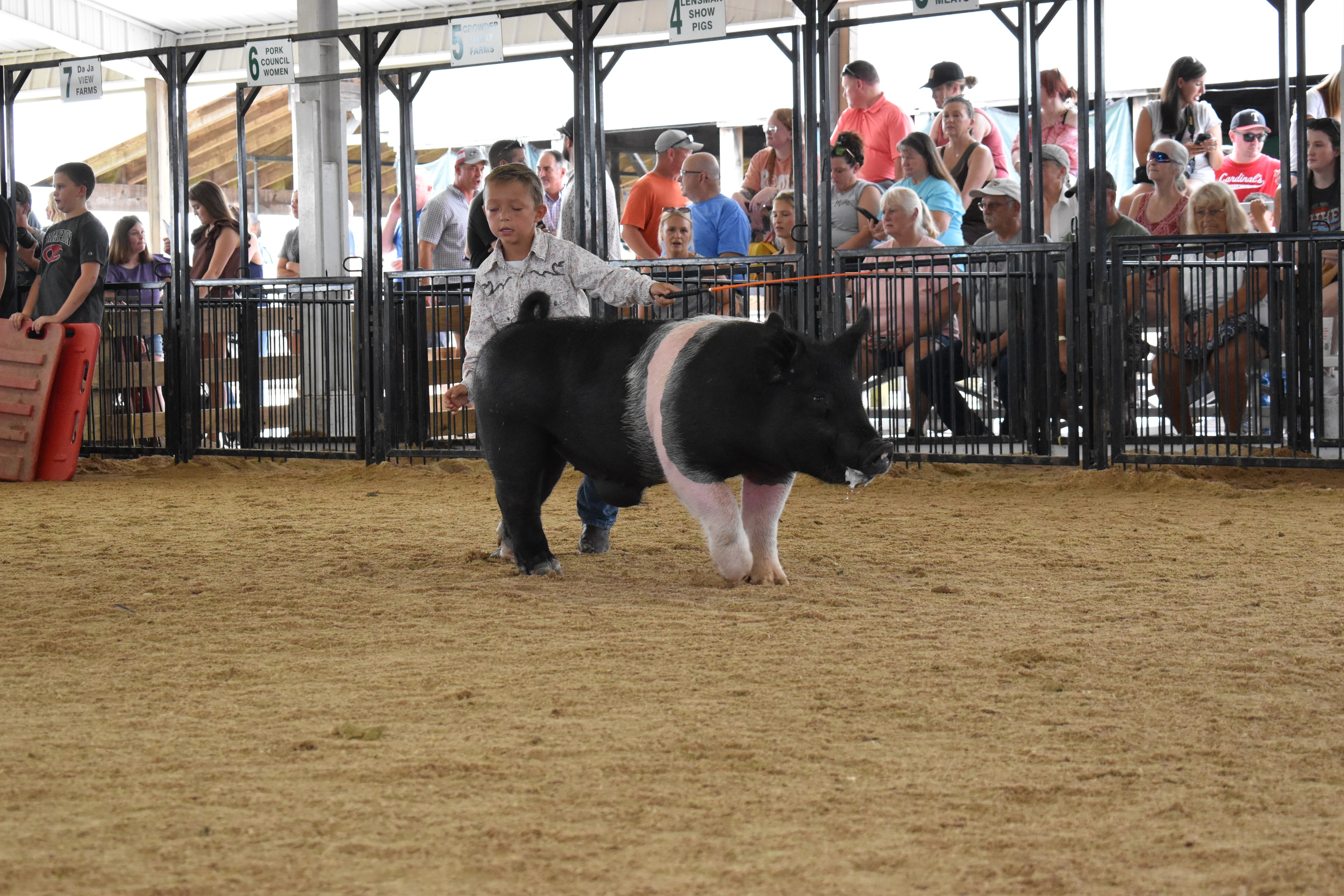 Girl in pink plaid shirt and black cowboy hat steering large black-and-white Hampshire cross pig from side with show stick while boy in gray western shirt assists with red show board and Mark IV Farm pen 9 and Da Ja View Farms pen 7 and Pork Council Women pen 6 and packed crowd behind at Champaign County Fair