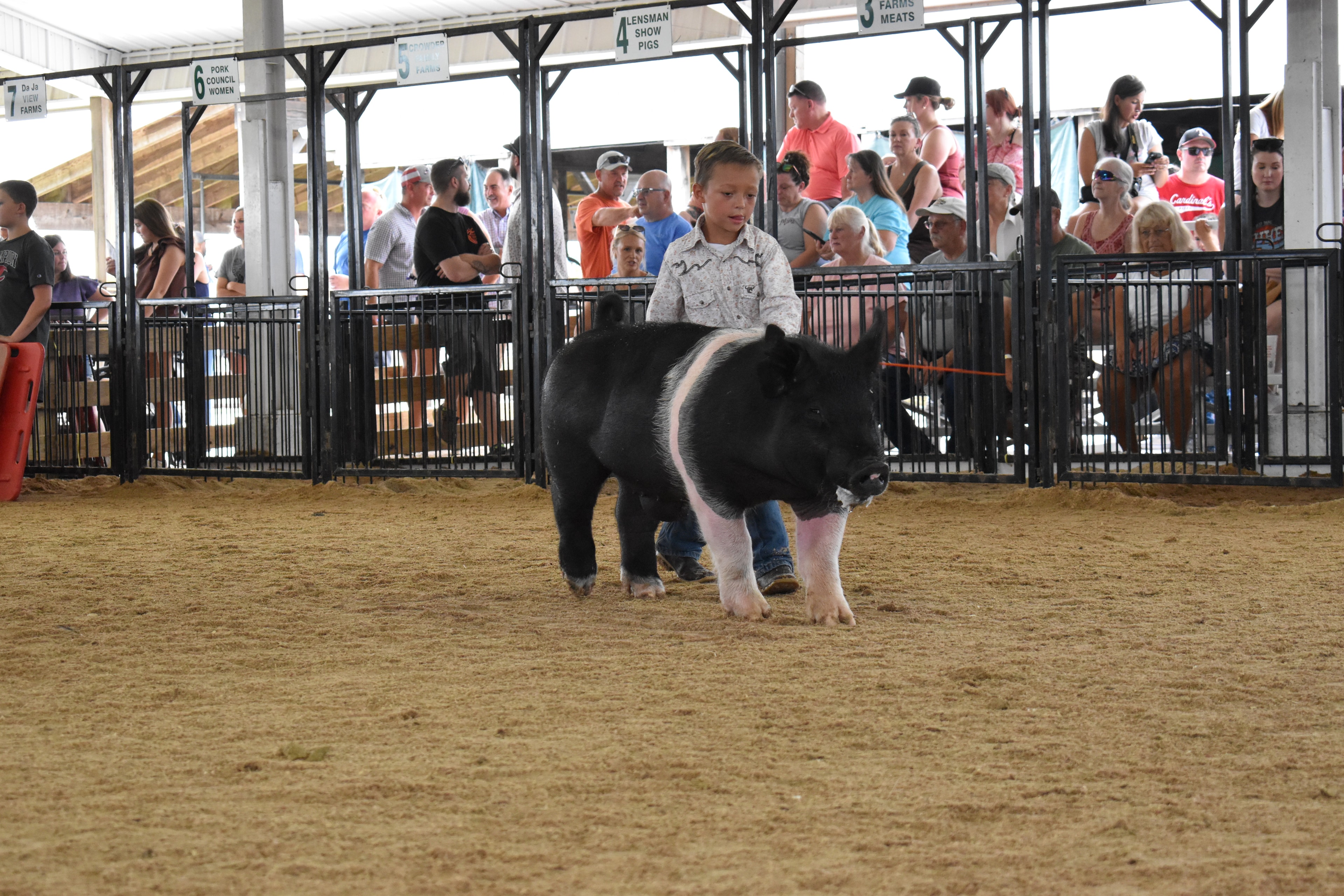Wide arena shot with judge in mint green shirt at left and boy in gray western shirt steering large black Hampshire cross pig while girl in pink plaid shirt and black cowboy hat with Hampshire cross pig and multiple exhibitors visible with Ranae Donohoe pen 11 and Mark IV Farm pen 9 and past champions boards and 2022–2025 champions names on wall behind at Champaign County Fair