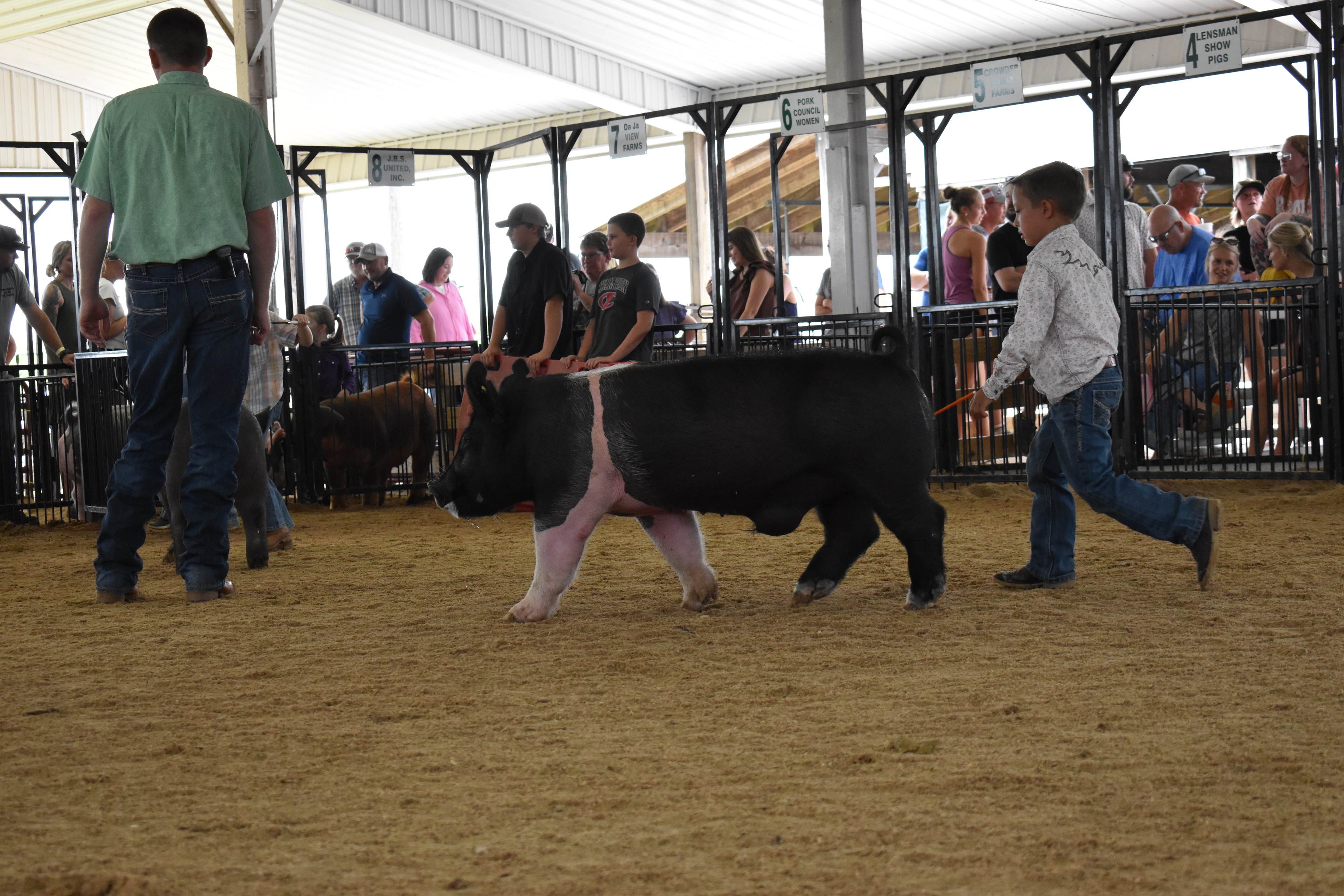 Girl in purple western shirt steering large Duroc reddish-brown pig head-on toward camera while judge in mint green shirt stands at left and woman in gray t-shirt assists and PORK barrel and Da Ja View Farms pen 7 and Pork Council Women pen 6 and Lensman Show Pigs pen 4 behind at Champaign County Fair
