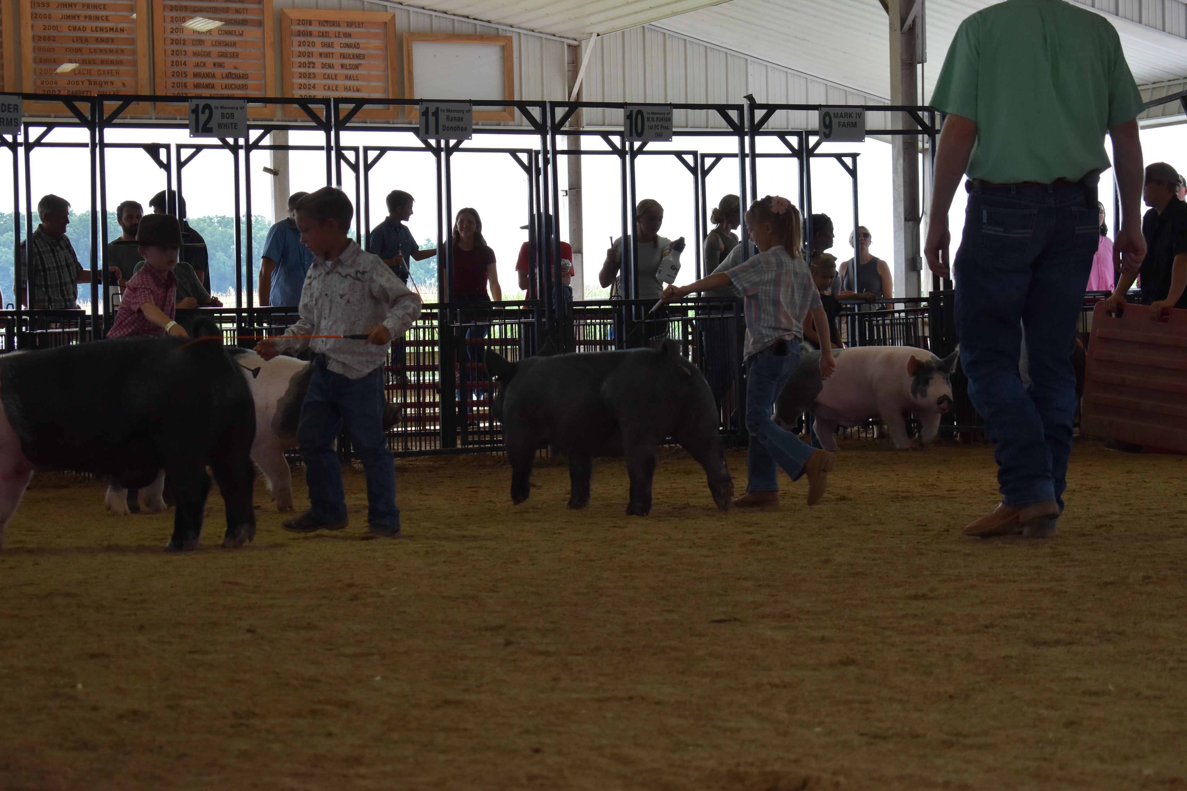 Girl in purple western shirt steering large Duroc reddish-brown pig from side while judge in mint green shirt stands at left and Mark IV Farm pen 9 and Da Ja View Farms pen 7 and Pork Council Women pen 6 and Lensman Show Pigs pen 4 behind at Champaign County Fair