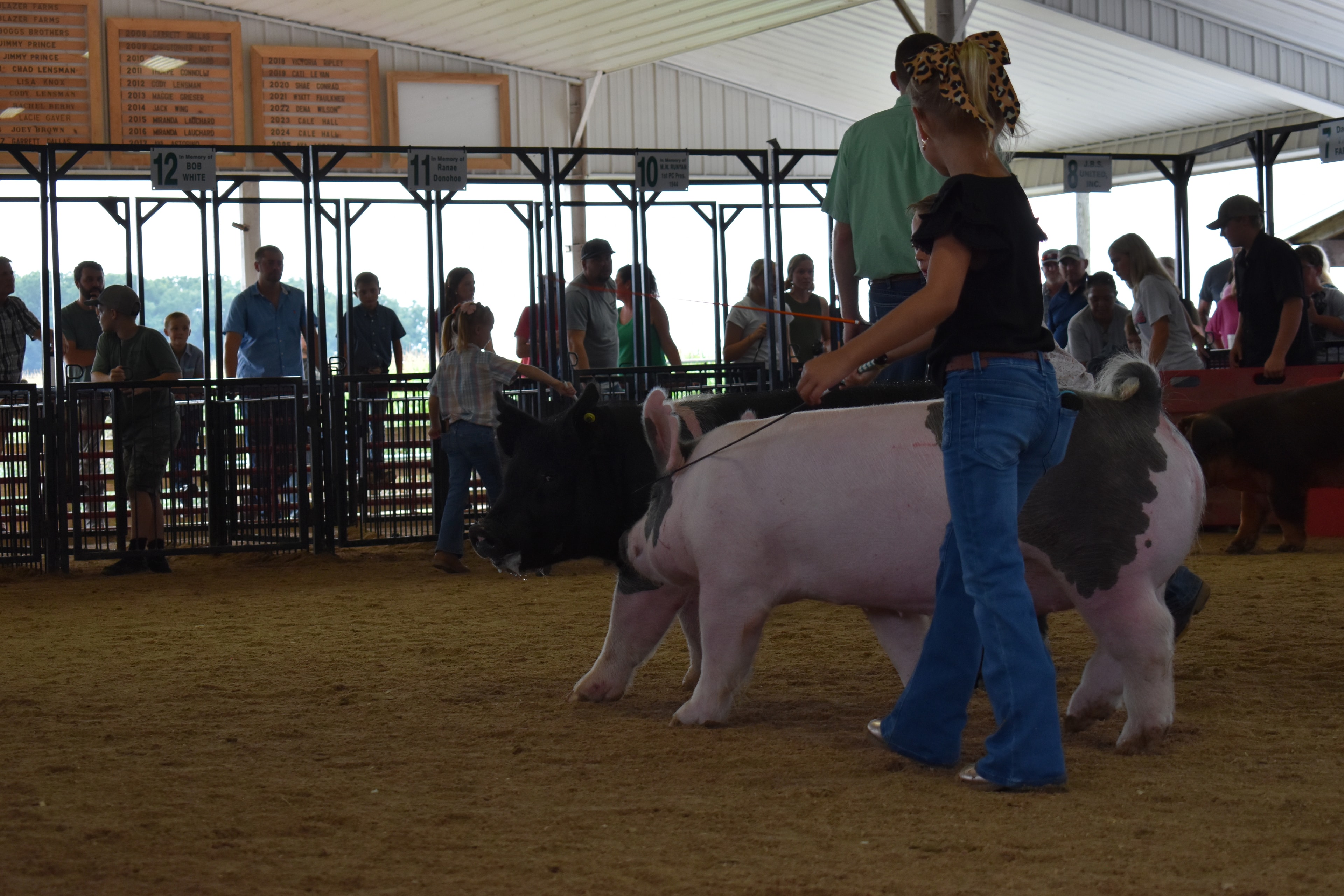 Close-up of boy in white floral western shirt steering large black Hampshire cross pig with pink belly stripe head-on toward camera with orange show stick while girl in purple shirt at right and Lensman Show Pigs pen 4 and Oakview Farms Meats pen 3 and Blazer Farms pen 2 and packed crowd behind at Champaign County Fair