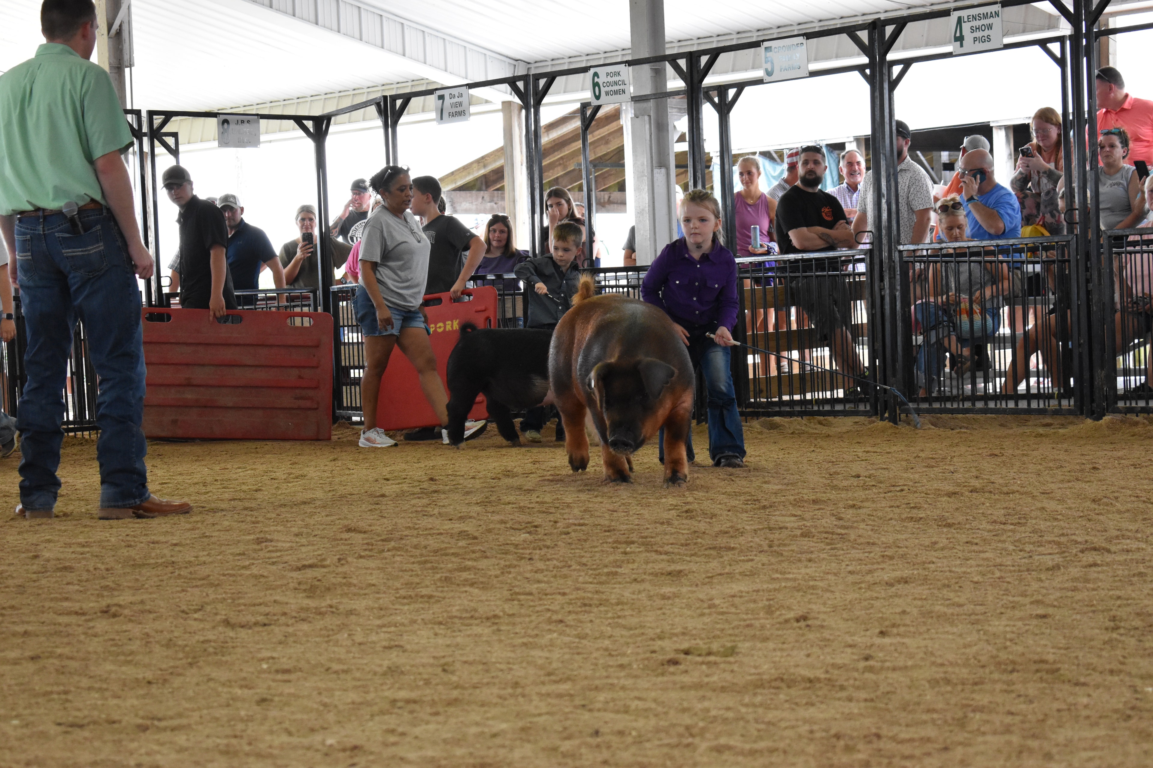 Girl in purple western shirt steering large Duroc reddish-brown pig from behind while boy in white floral western shirt with black Hampshire cross pig alongside and Mark IV Farm pen 9 and Pork Council Women pen 6 and Lensman Show Pigs pen 4 and Oakview Farms Meats pen 3 behind at Champaign County Fair