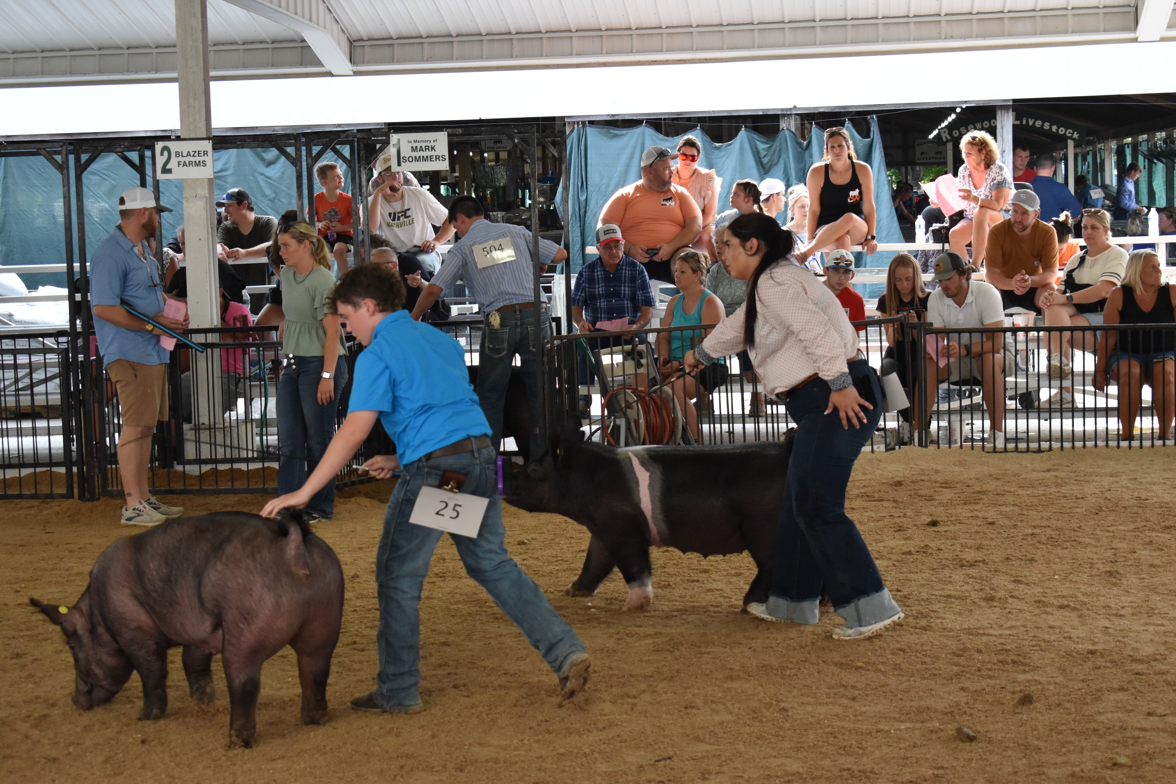Youth exhibitors showing pigs in the show ring at Champaign County Fair