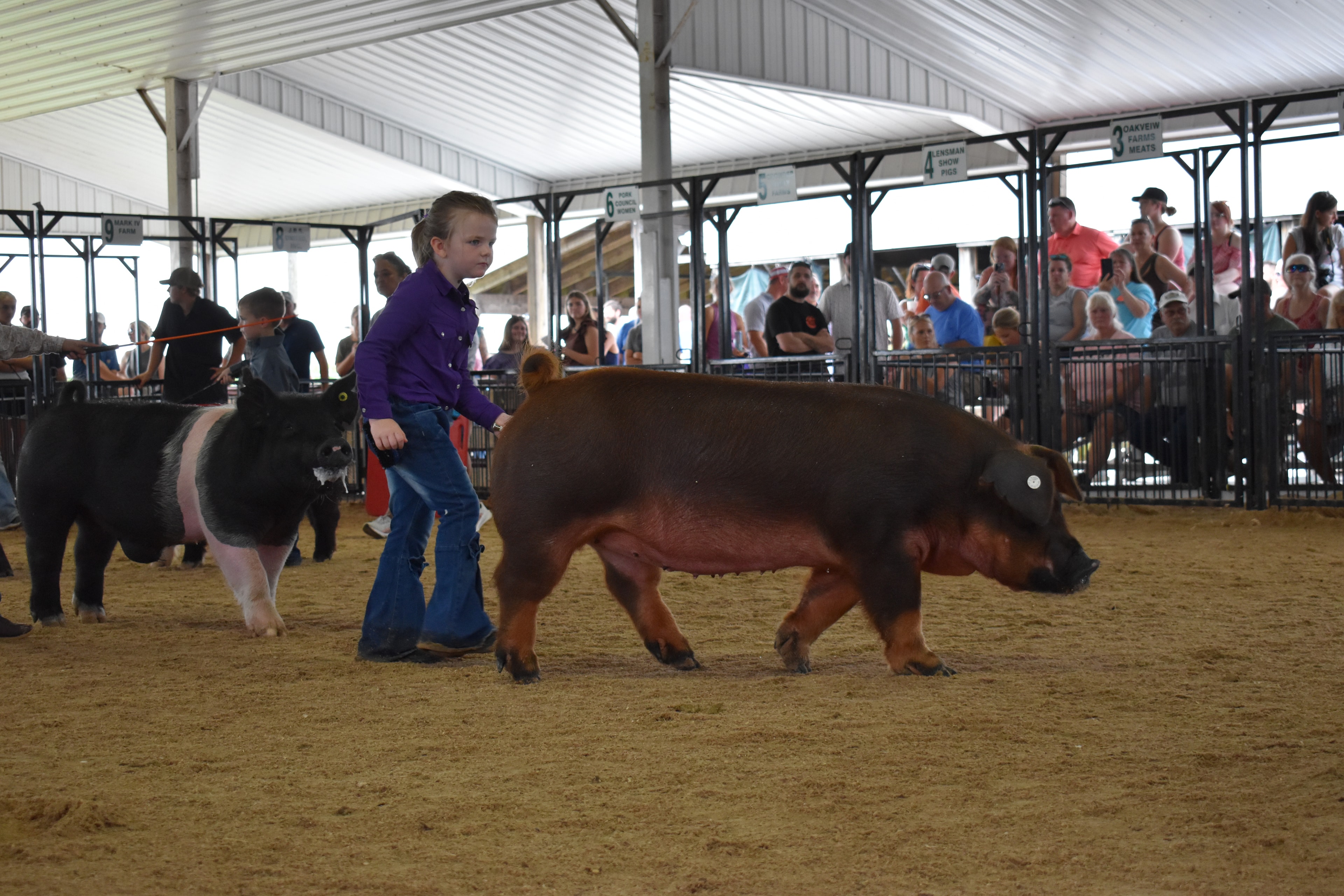 Wide silhouetted back-of-arena shot with boy in white western shirt and small girl in pink plaid shirt and black cowboy hat and small girl in light blue plaid shirt steering pigs while past champions boards and Bob White pen 12 and Ranae Donohoe pen 11 and Mark IV Farm pen 9 and JBS United pen 8 visible at Champaign County Fair