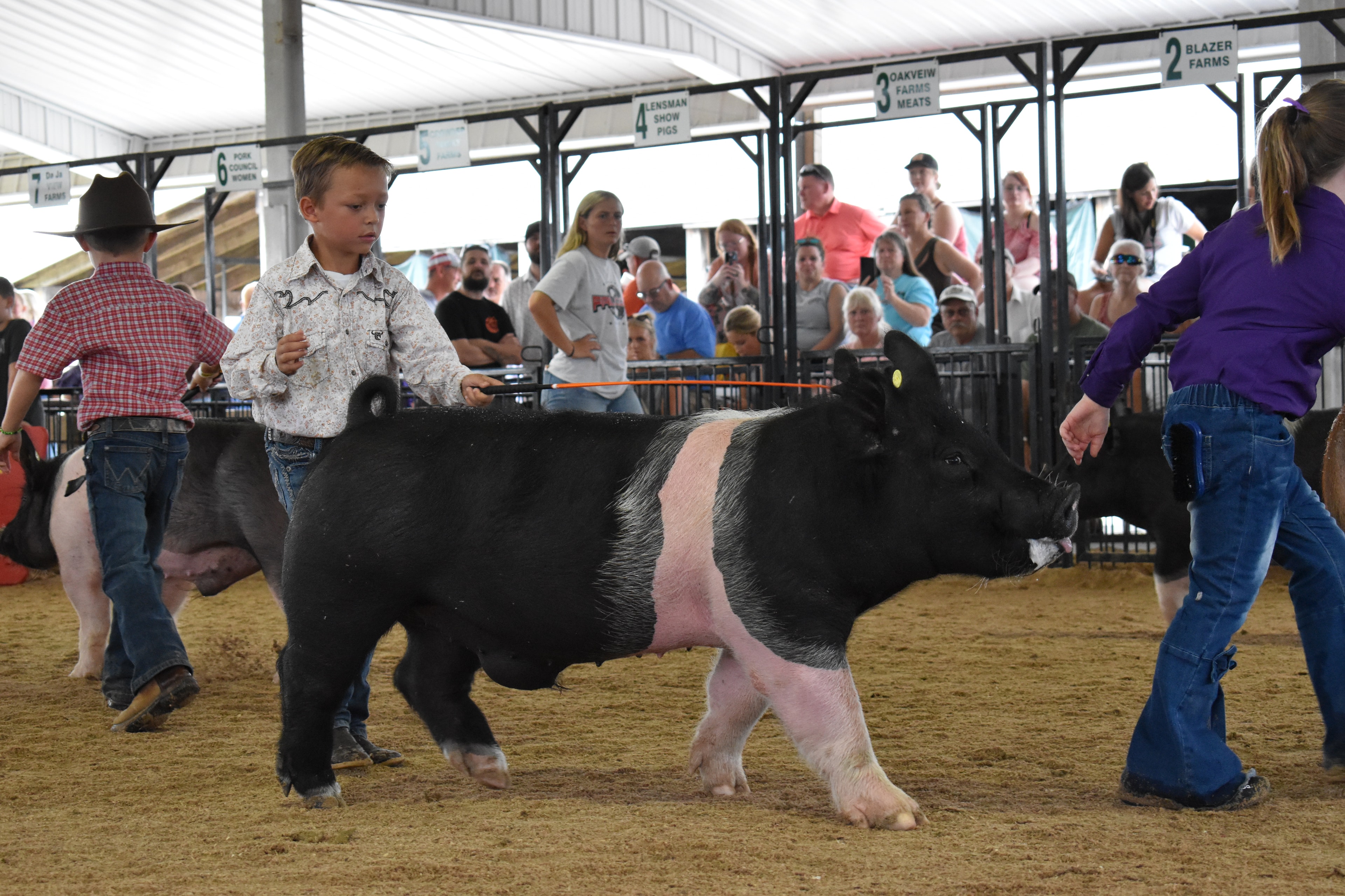 Small girl in pink plaid shirt and black cowboy hat steering black-and-white Hampshire cross pig from behind while past champions boards with 1995–2025 champions names and Bob White pen 12 and Ranae Donohoe pen 11 and Mark IV Farm pen 9 and JBS United pen 8 visible at Champaign County Fair