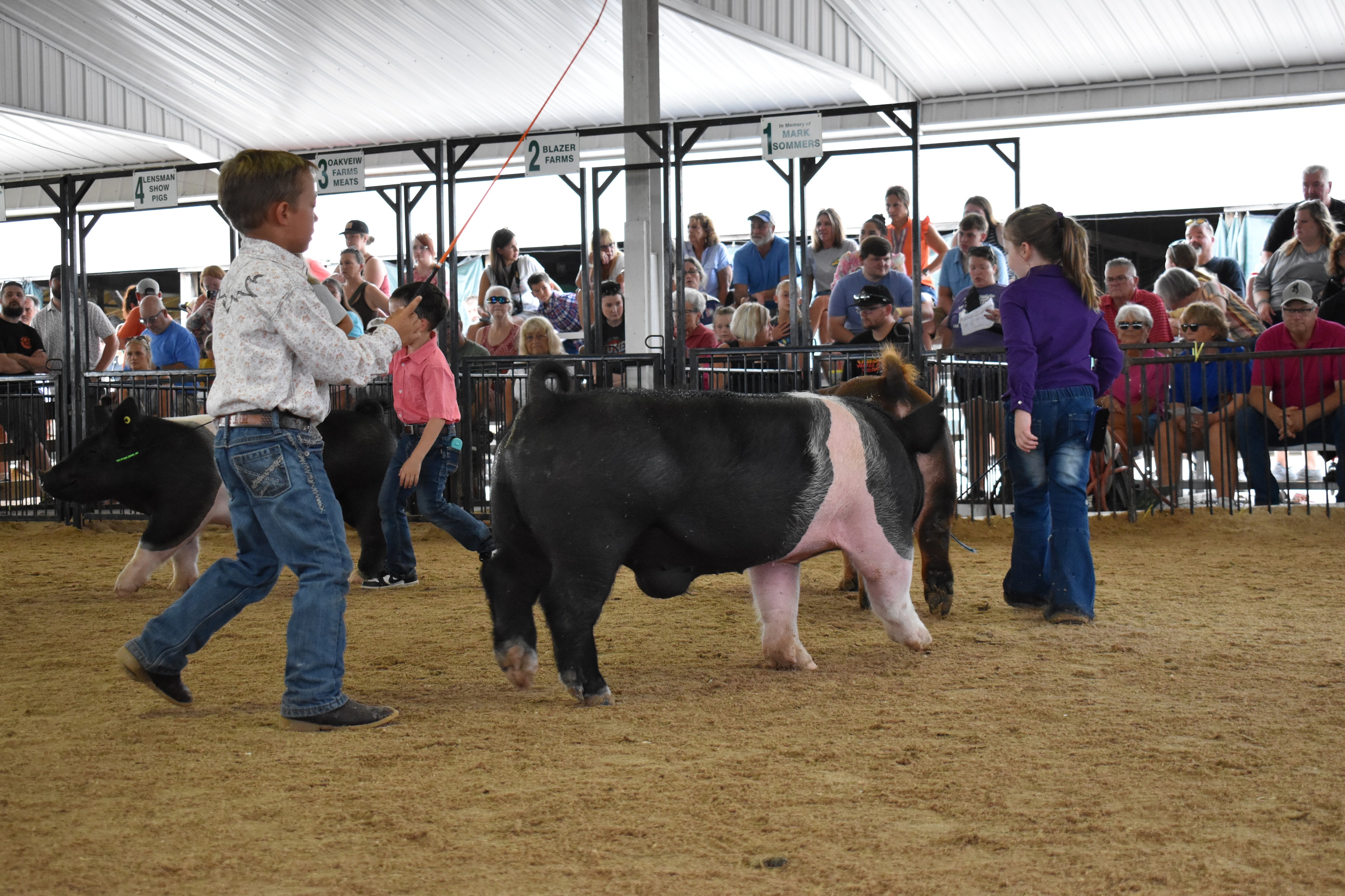 Older girl in black top with leopard-print hair bow steering massive white Yorkshire-Hampshire cross pig from behind with orange show stick while small girl in light blue plaid shirt steers black Hampshire cross pig alongside and past champions boards and Bob White pen 12 and Ranae Donohoe pen 11 visible at Champaign County Fair