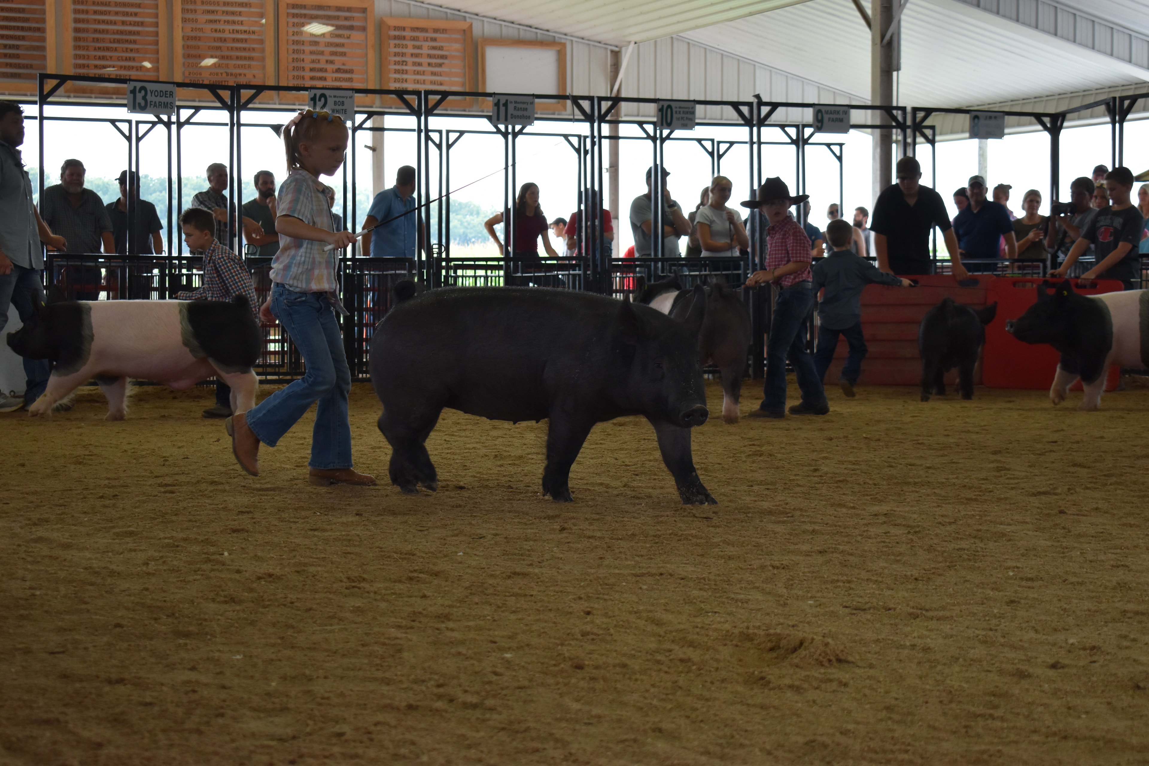 Boy in white floral western snap shirt steering black Hampshire cross pig with yellow ear tag head-on toward camera with orange show stick while boy in bright pink polo shirt runs alongside and Pork Council Women pen 6 and Da Ja View Farms pen 7 and Lensman Show Pigs pen 4 and Oakveiw Farms Meats pen 3 behind with packed bleachers at Champaign County Fair