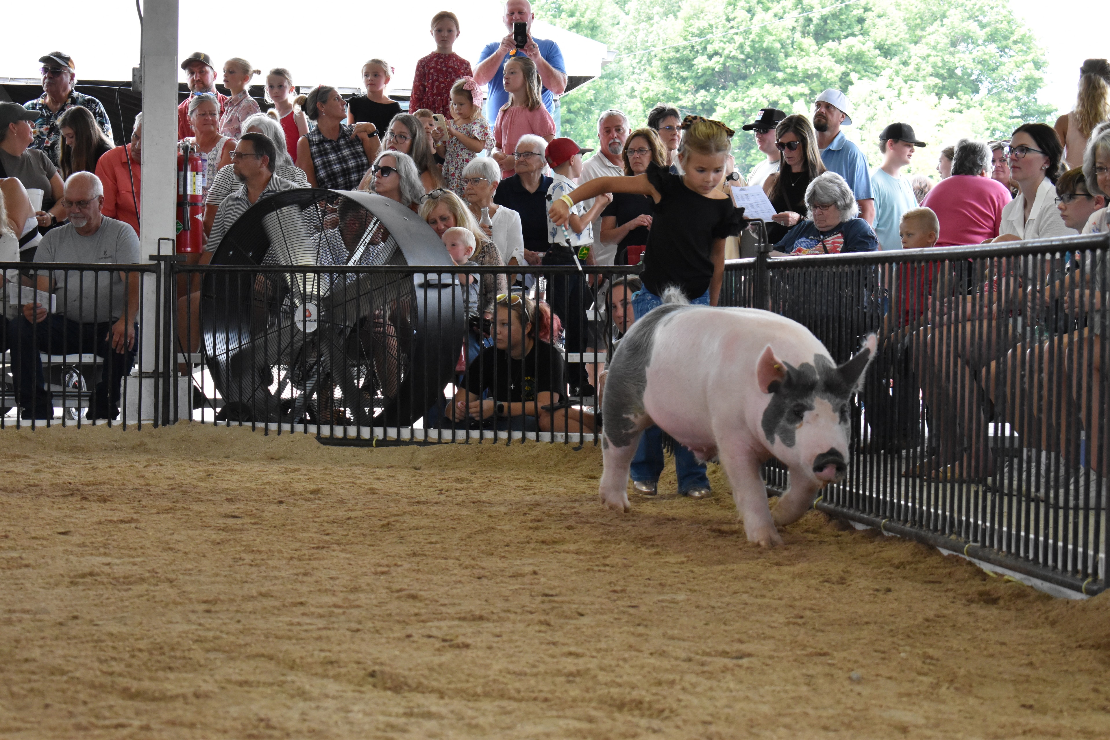 Boy in white floral western snap shirt steering black Hampshire cross pig with yellow ear tag head-on toward camera with orange show stick while boy in bright pink polo shirt runs alongside and Pork Council Women pen 6 and Lensman Show Pigs pen 4 and Oakveiw Farms Meats pen 3 and Blazer Farms pen 2 behind with packed bleachers at Champaign County Fair