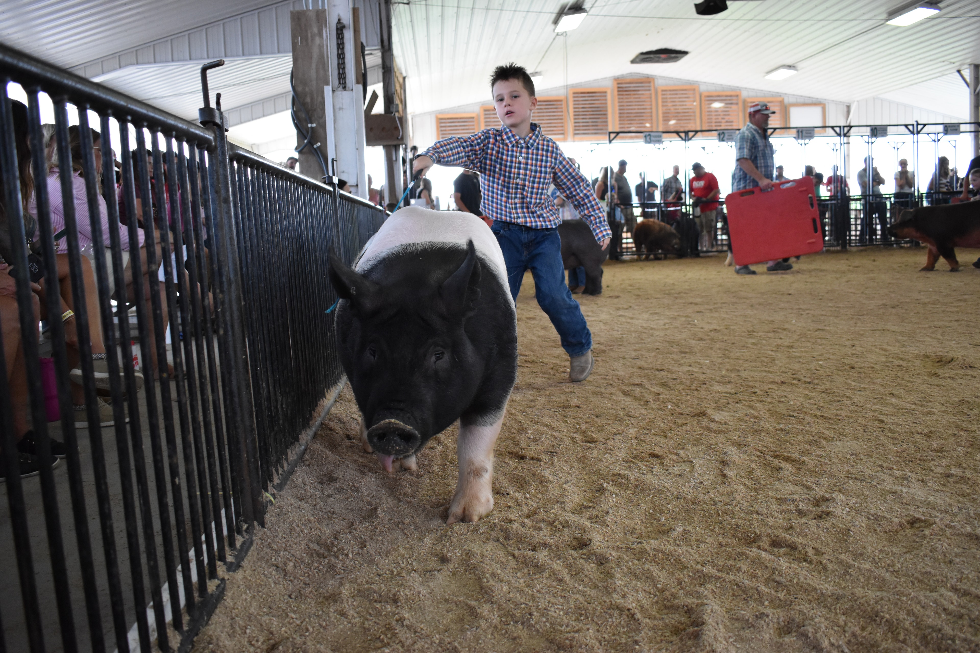 Boy in pink plaid shirt and dark brown cowboy hat steering large pink Hampshire cross pig from behind while boy in white floral western shirt at left and boy in pink polo shirt at right with Blazer Farms pen 2 and Oakveiw Farms Meats pen 3 and Lensman Show Pigs pen 4 and Pork Council Women pen 6 behind with packed crowd at Champaign County Fair