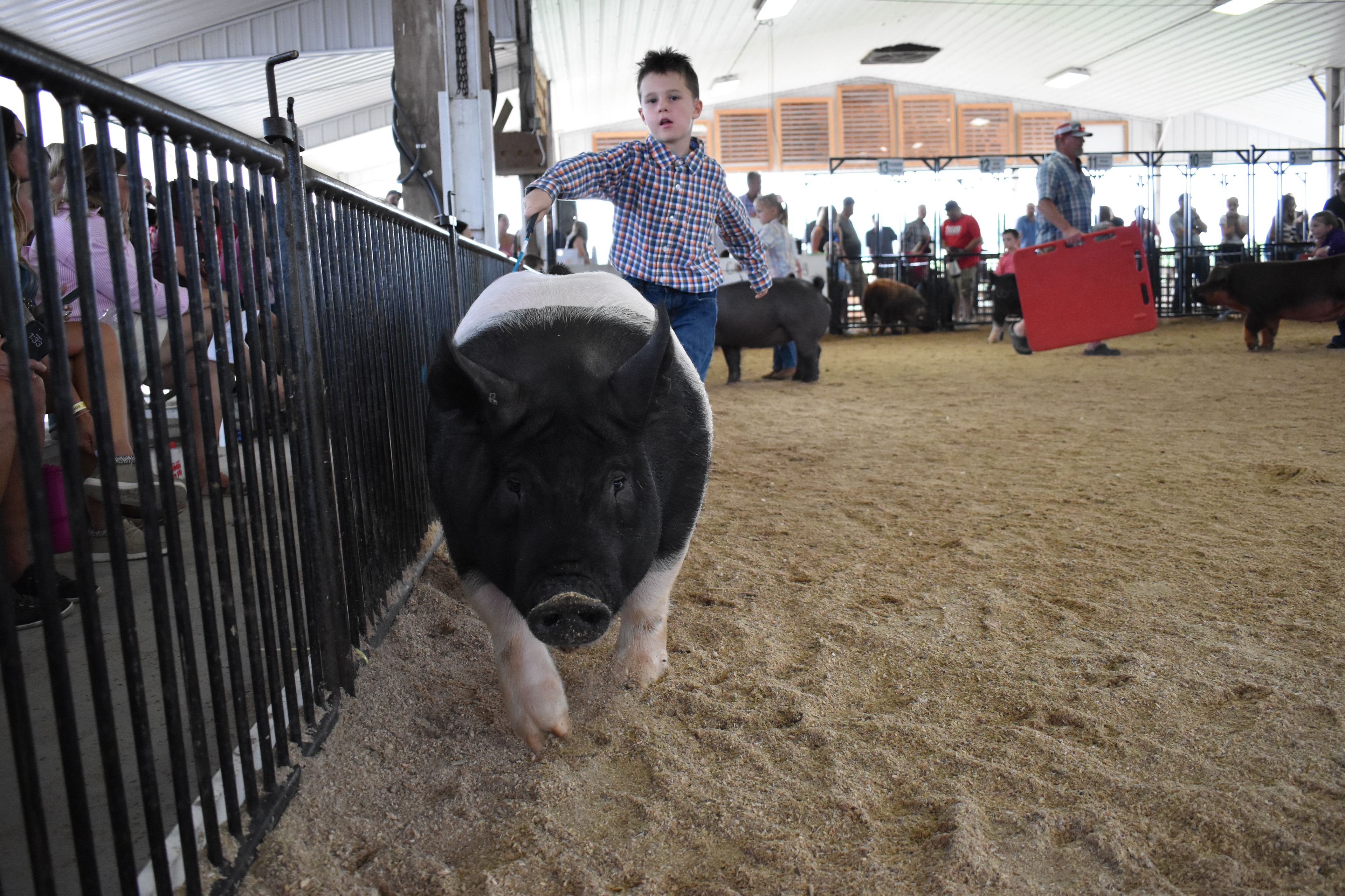 Boy in pink plaid shirt and dark brown cowboy hat steering large pink Hampshire cross pig from side while boy in pink polo shirt at right with Blazer Farms pen 2 and Oakveiw Farms Meats pen 3 and Lensman Show Pigs pen 4 and Pork Council Women pen 6 behind with packed crowd at Champaign County Fair