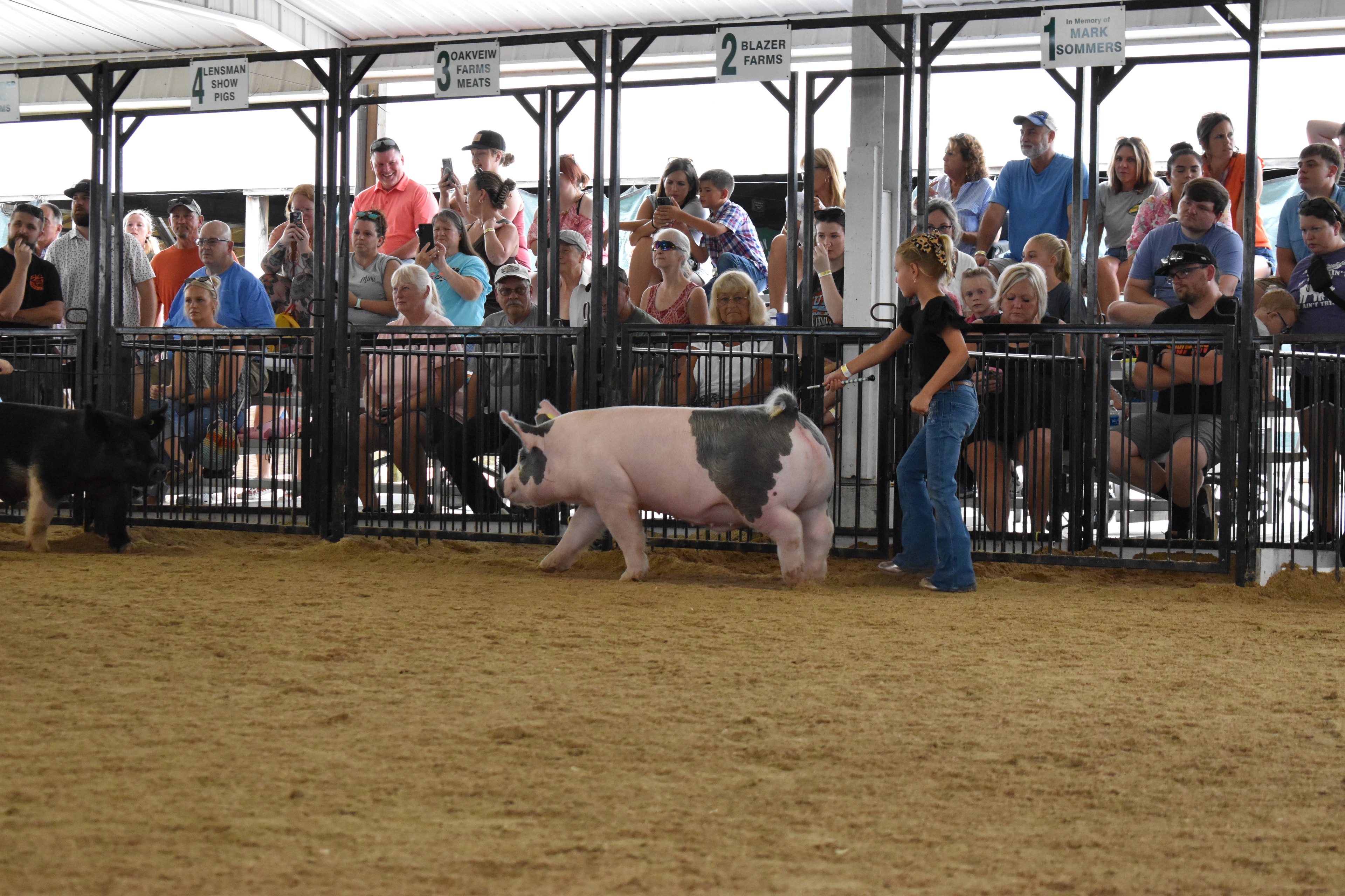 Boy in bright pink polo shirt steering two black Hampshire cross pigs simultaneously from behind while Lensman Show Pigs pen 4 and Oakveiw Farms Meats pen 3 and Blazer Farms pen 2 and Mark Sommers pen 1 behind with packed crowd at Champaign County Fair