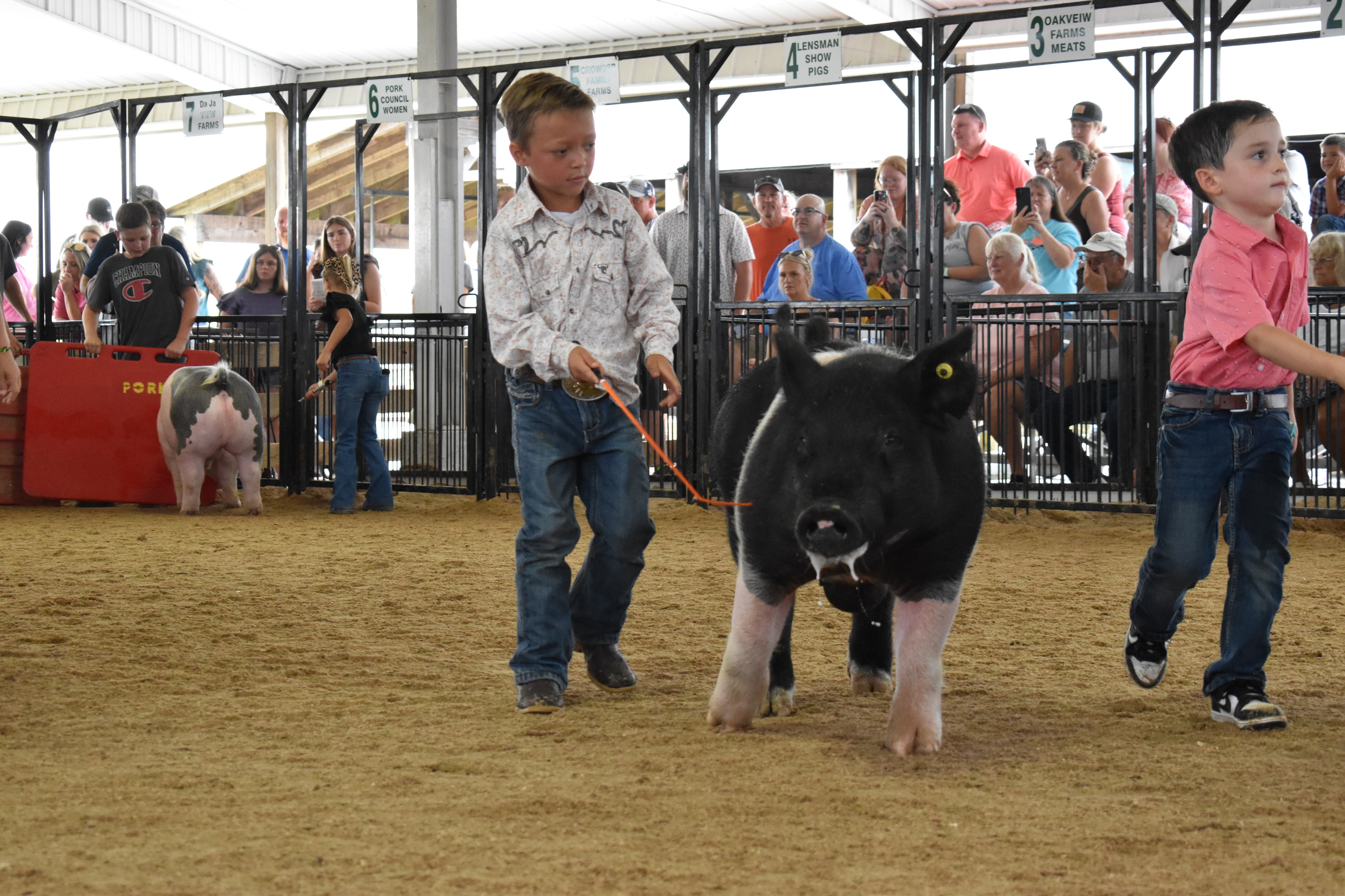 Wide back-of-arena shot with small girl in blue plaid shirt steering large black Hampshire cross pig in center foreground while multiple exhibitors and pigs visible in background with Yoder Farms pen 13 and Bob White pen 12 and Mark IV Farm pen 11 and past champions boards glowing above at Champaign County Fair