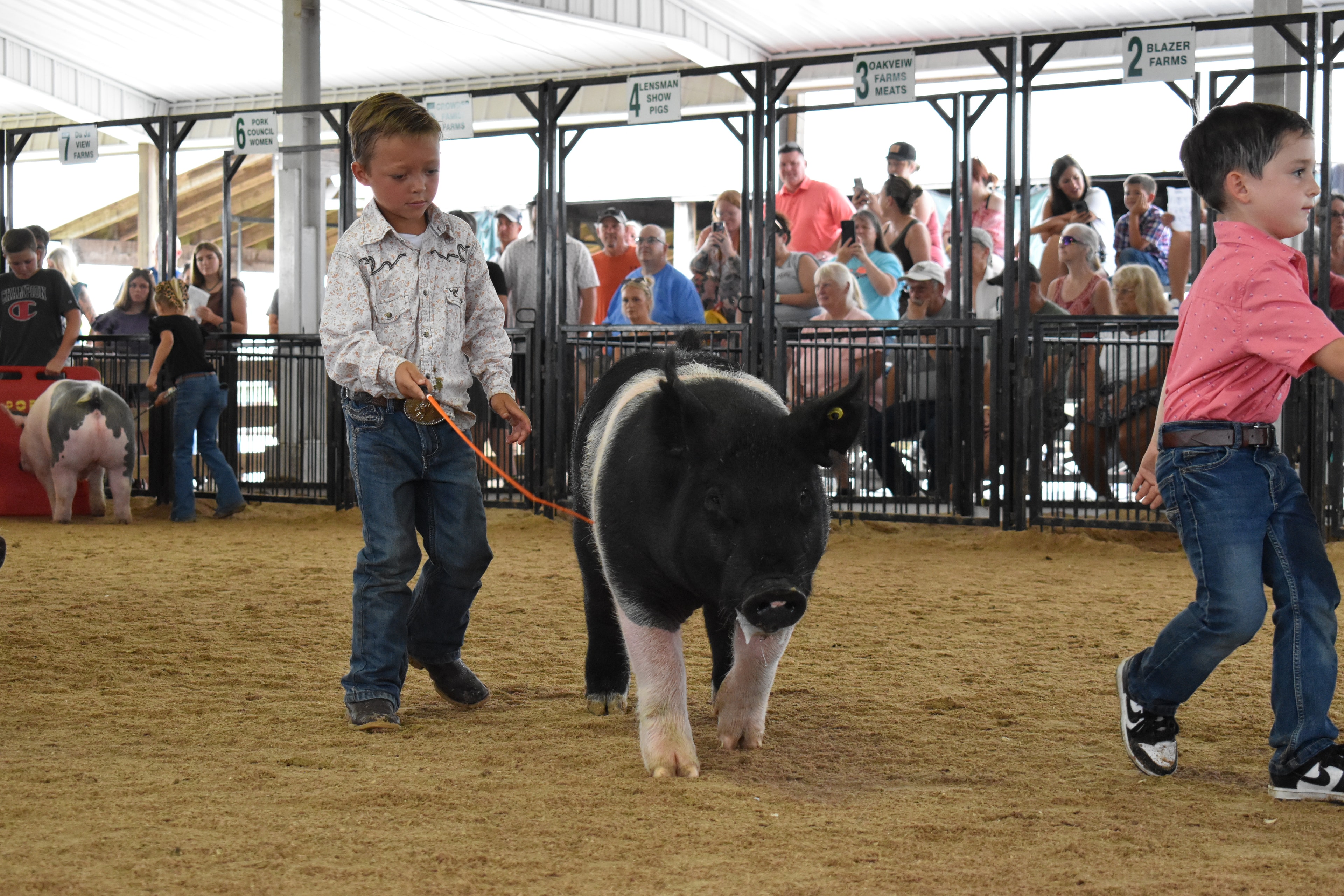 Girl in black top with leopard-print hair bow steering large pink-and-gray spotted pig along rail fence from behind while packed crowd including man in blue shirt standing to photograph watches from Lensman Show Pigs pen 4 and Oakveiw Farms Meats pen 3 and Blazer Farms pen 2 and Mark Sommers pen 1 behind at Champaign County Fair