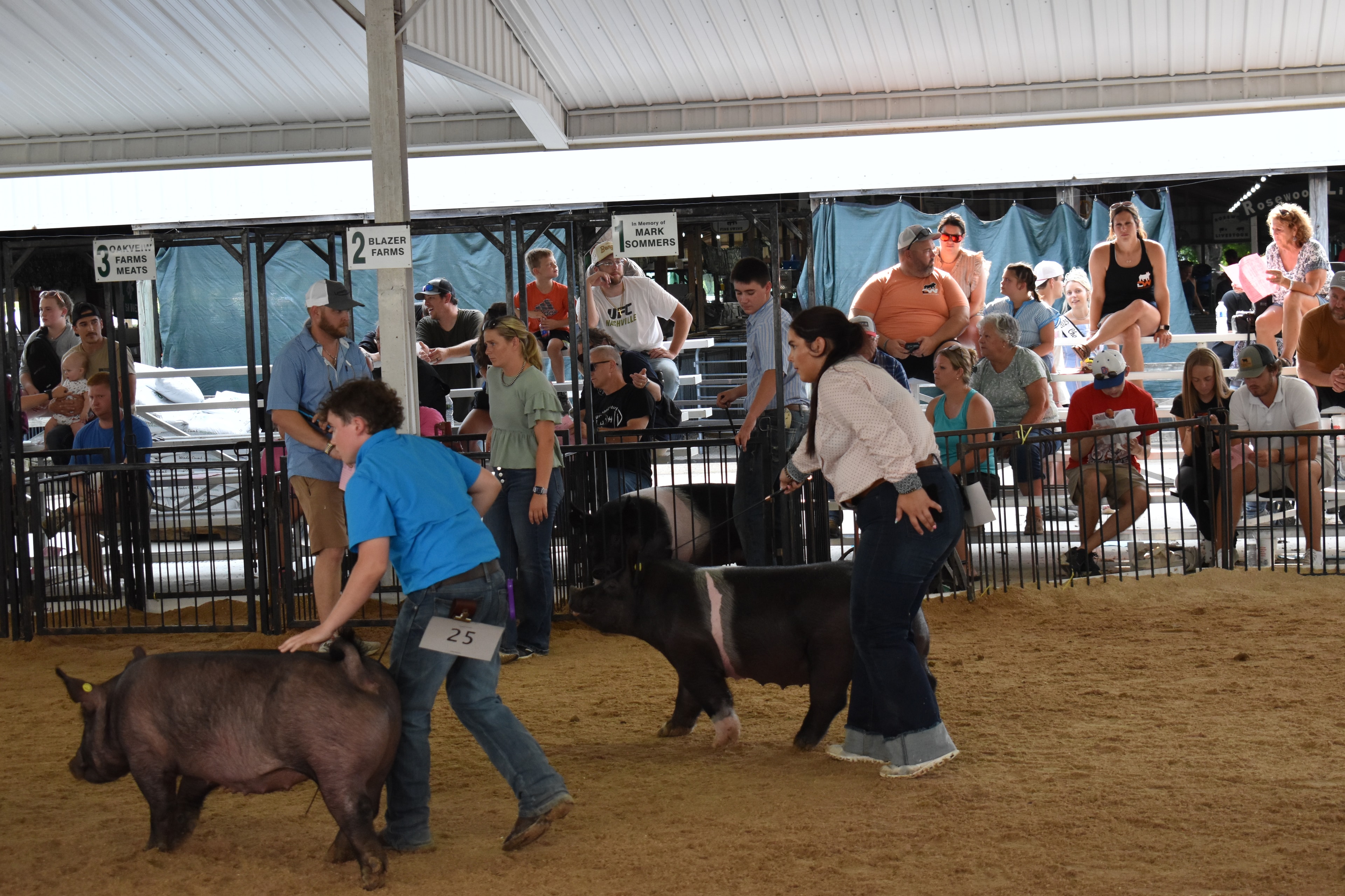 Boy in blue shirt showing dark pig in the arena at Champaign County Fair