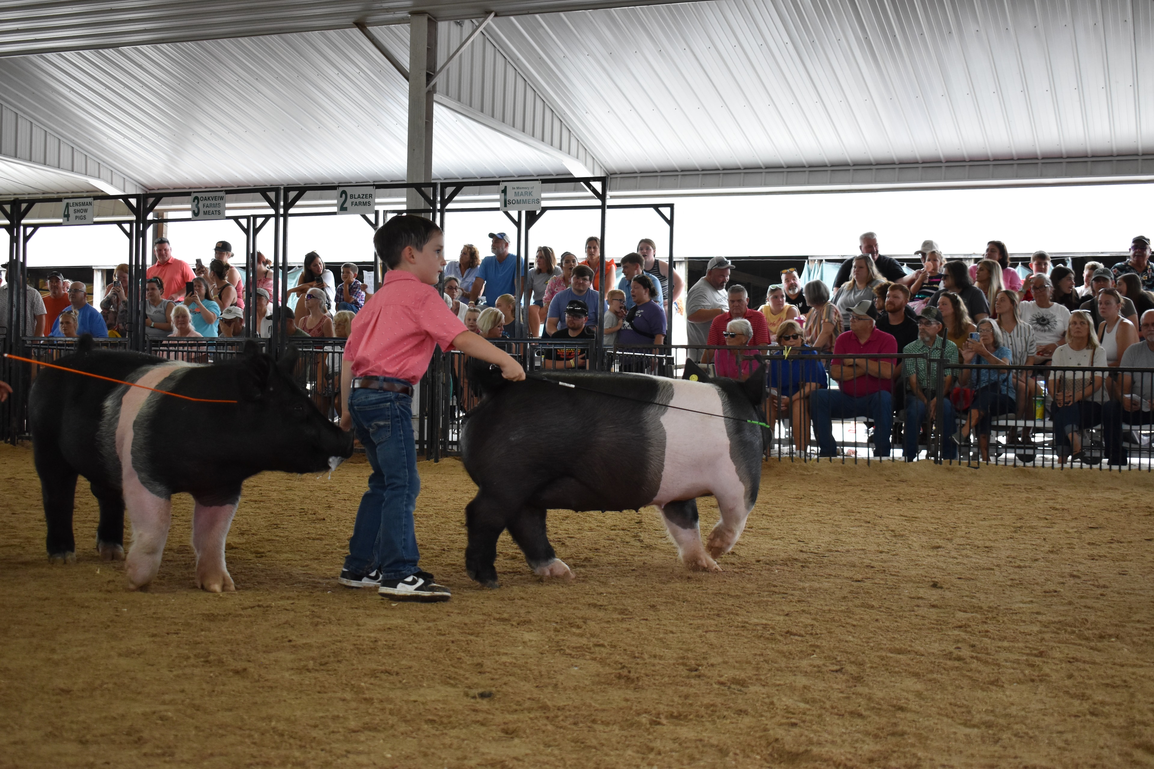 Boy in blue-orange-red plaid shirt chasing large black Hampshire cross pig along rail fence with past champions boards and pens 12 and 13 visible in background and multiple exhibitors and red show boards visible at Champaign County Fair