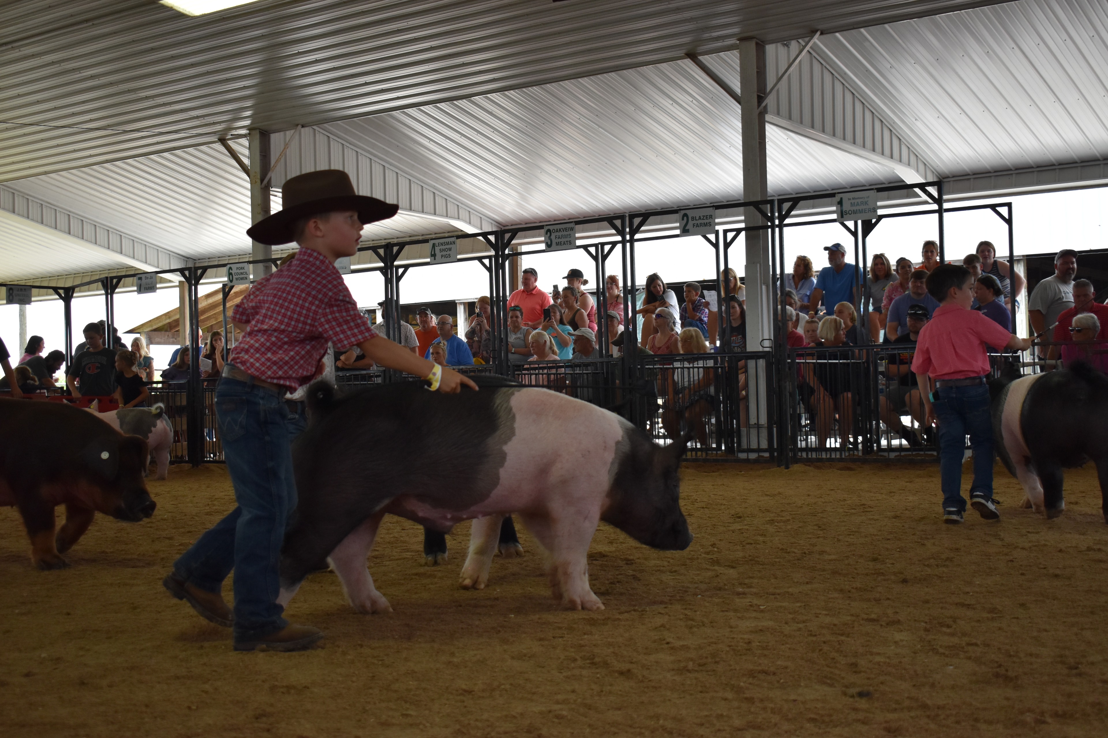 Girl in black top with leopard-print hair bow steering massive pink-and-gray spotted pig from behind along rail fence while packed crowd watches from Lensman Show Pigs pen 4 and Oakveiw Farms Meats pen 3 and Blazer Farms pen 2 and Mark Sommers pen 1 behind at Champaign County Fair