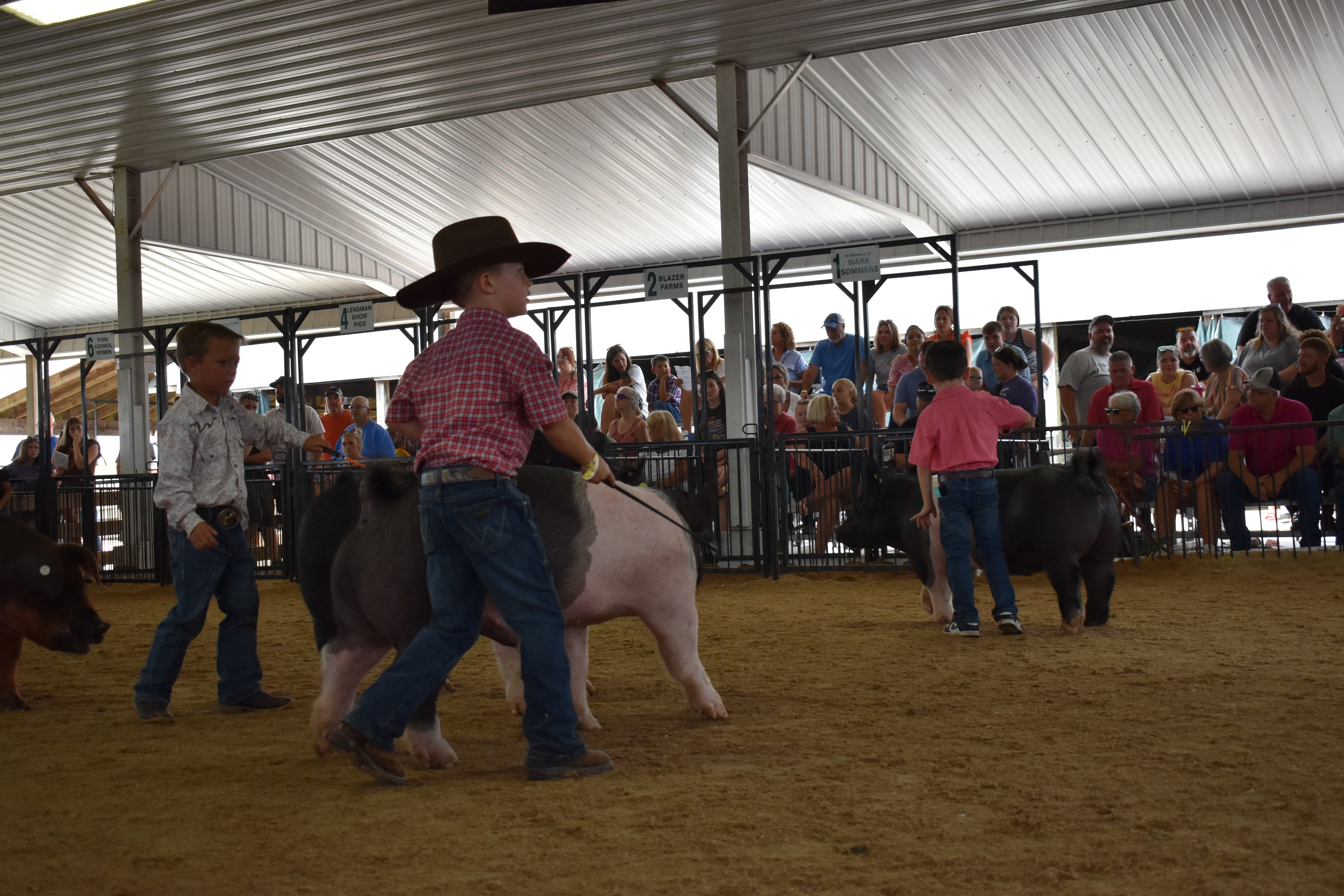 Dramatic low-angle close-up of large black Hampshire cross pig charging head-on along rail fence with boy in blue-orange-red plaid shirt running behind it and past champions boards and multiple exhibitors and red show boards visible in background at Champaign County Fair