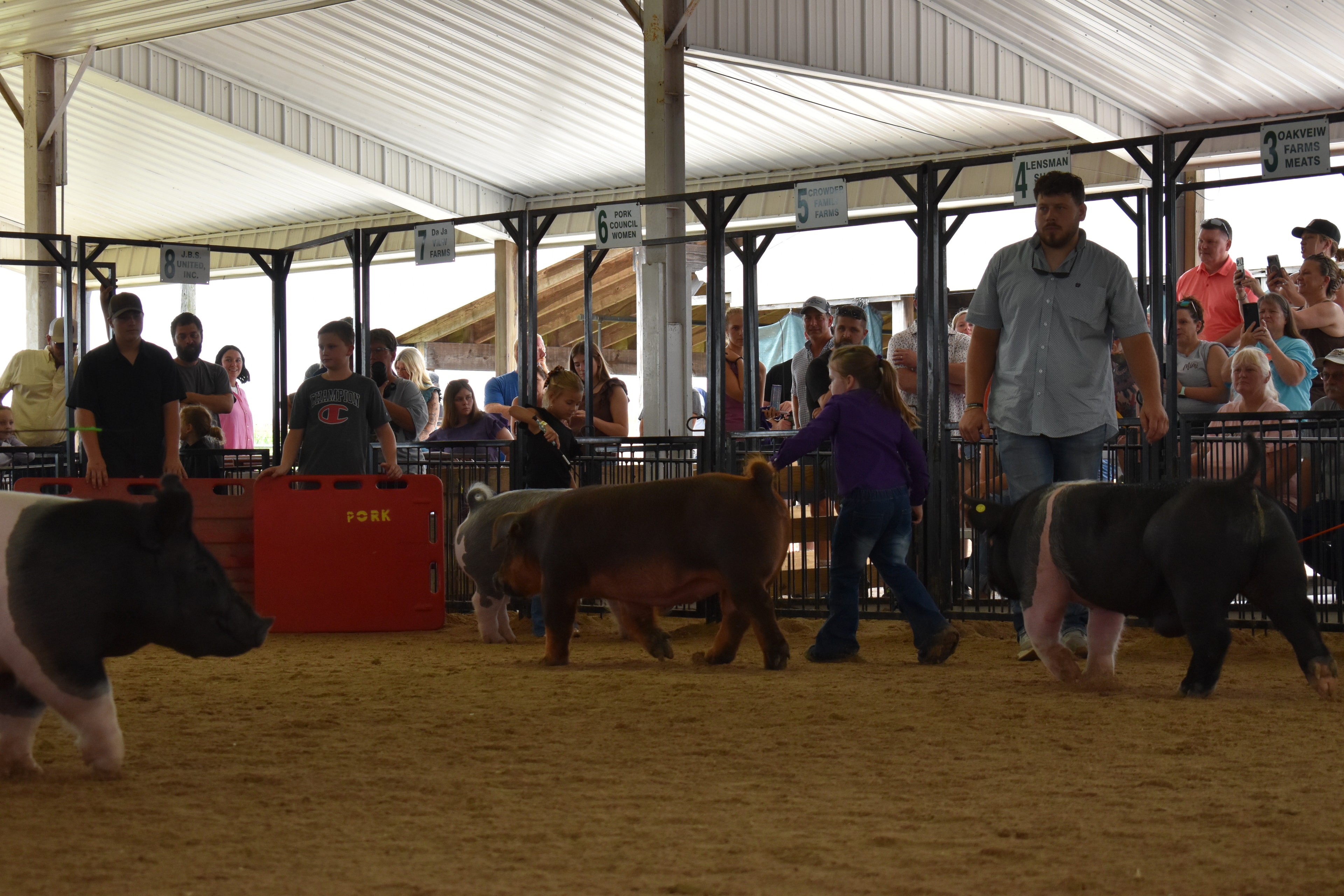 Wide arena shot with boy in white floral western shirt steering black Hampshire cross pig and girl in purple western shirt steering Duroc reddish-brown pig alongside while man in gray shirt assists and Mark IV Farm pen 10 and Mark IV Farm pen 9 and JBS pen 8 and Da Ja View Farms pen 7 and Pork Council Women pen 6 and Crowder Farms pen 5 visible with packed bleachers at Champaign County Fair