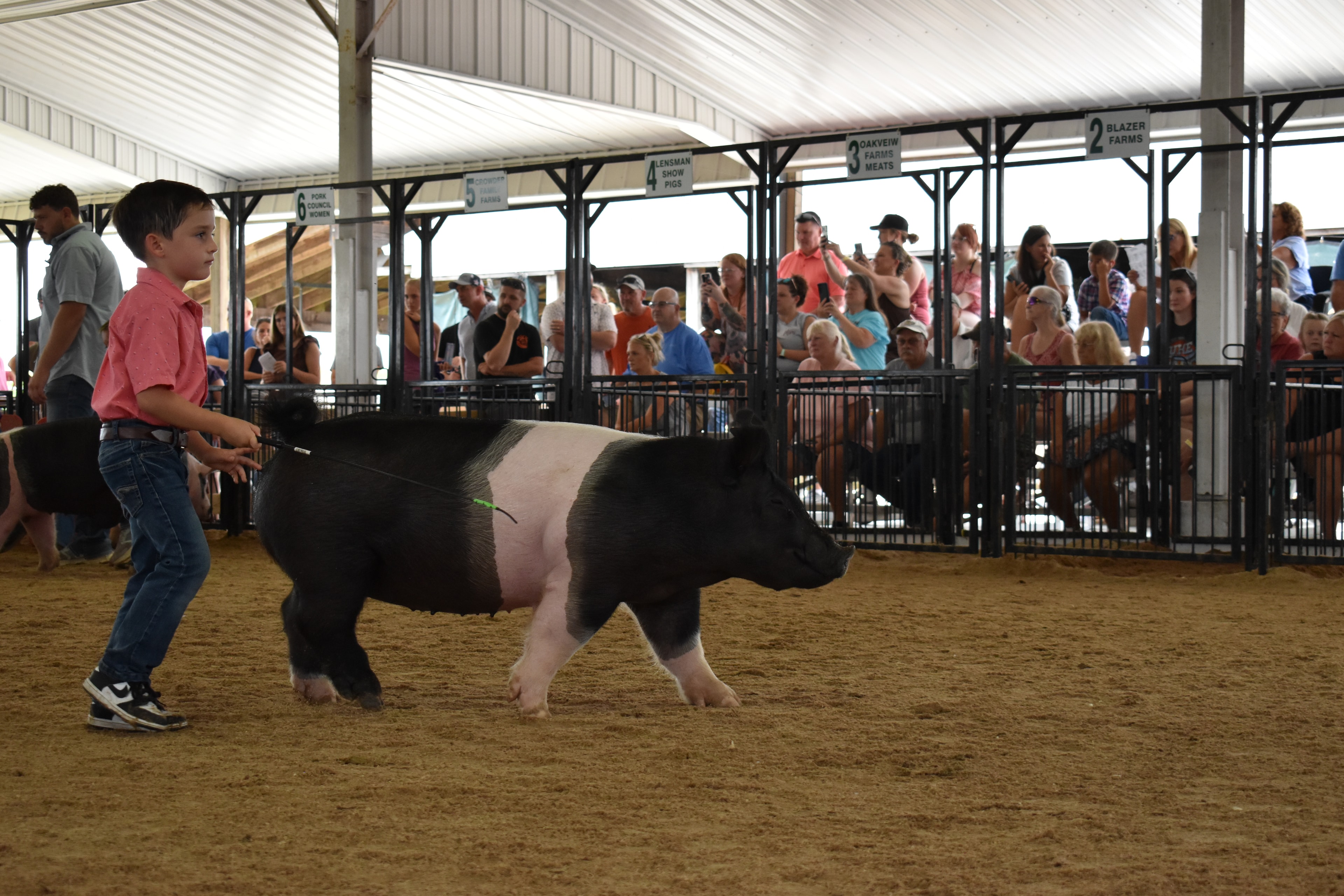 Boy in white floral western shirt steering black Hampshire cross pig and girl in purple western shirt steering Duroc reddish-brown pig alongside while man in gray shirt assists and Mark IV Farm pen 10 and Mark IV Farm pen 9 and JBS pen 8 and Da Ja View Farms pen 7 and Pork Council Women pen 6 and Crowder Farms pen 5 visible with packed bleachers at Champaign County Fair