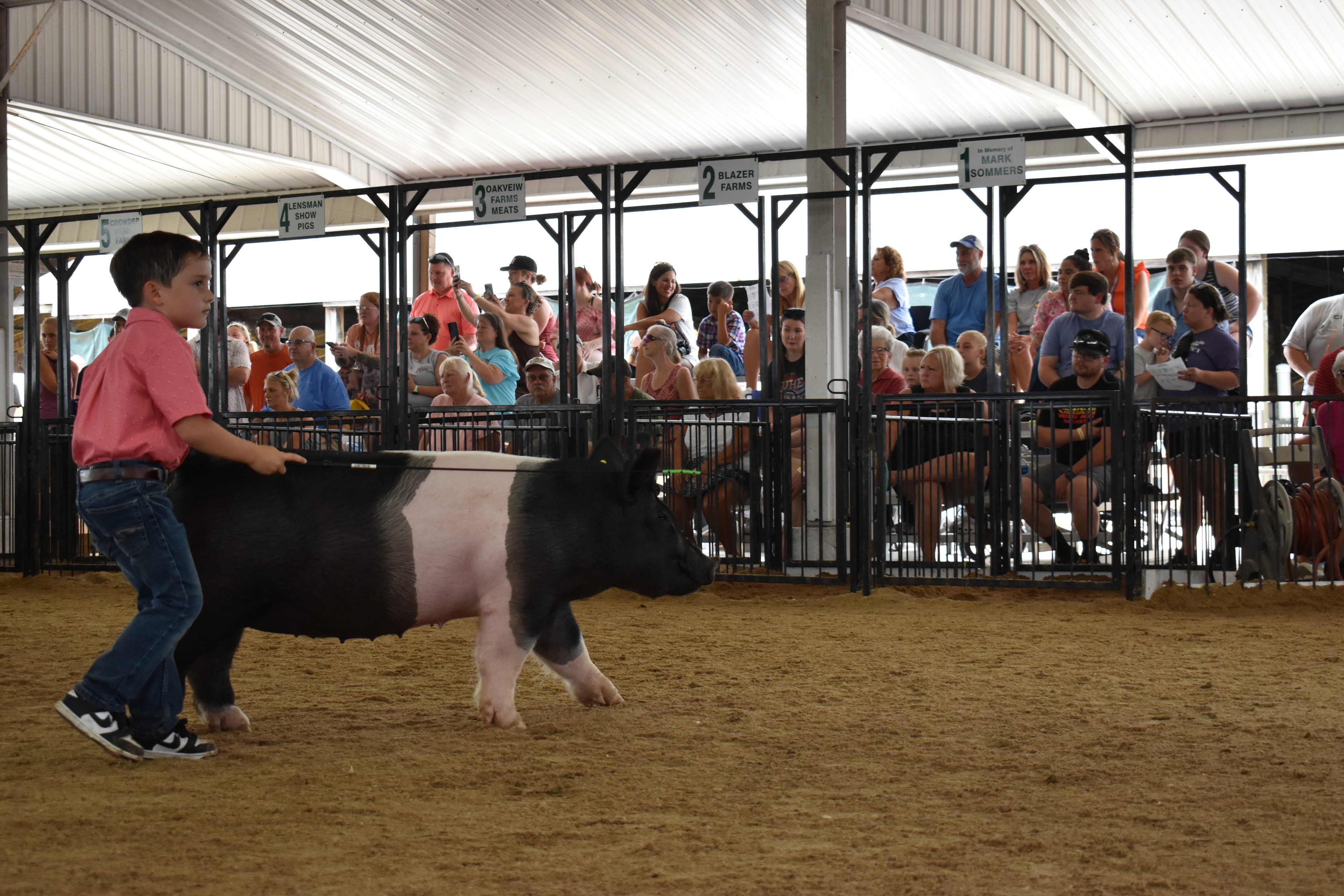 Small boy in coral-salmon pink polo shirt and jeans steering large black-and-white Hampshire cross pig with wide pink belly band and yellow ear tag from front while packed bleachers watch from Lensman Show Pigs pen 4 and Oakveiw Farms Meats pen 3 and Blazer Farms pen 2 and Mark Sommers pen 1 behind at Champaign County Fair