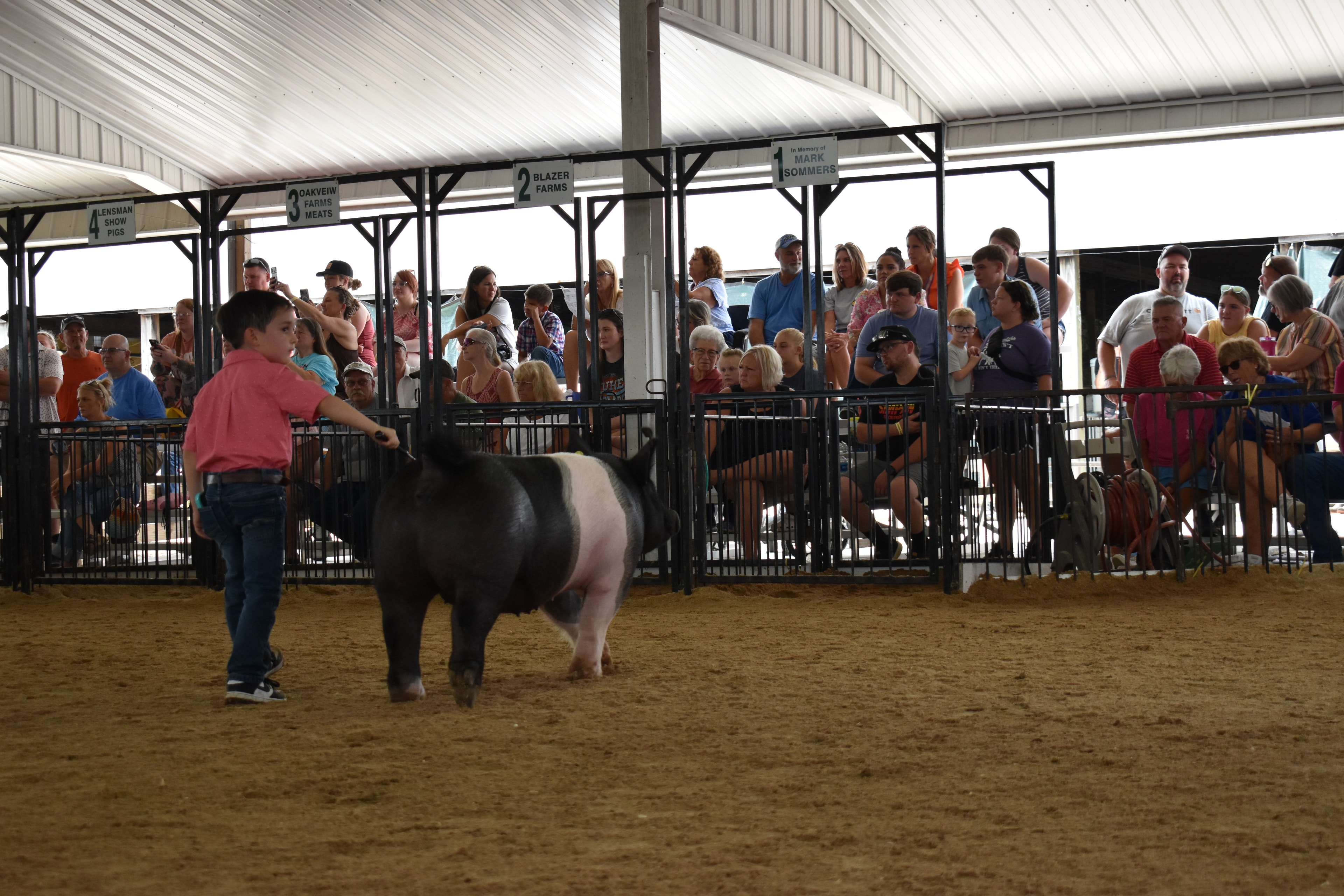 Small boy in coral-salmon pink polo shirt and jeans steering large black-and-white Hampshire cross pig with wide pink belly band and yellow ear tag from side while packed bleachers watch from Lensman Show Pigs pen 4 and Oakveiw Farms Meats pen 3 and Blazer Farms pen 2 and Mark Sommers pen 1 behind at Champaign County Fair