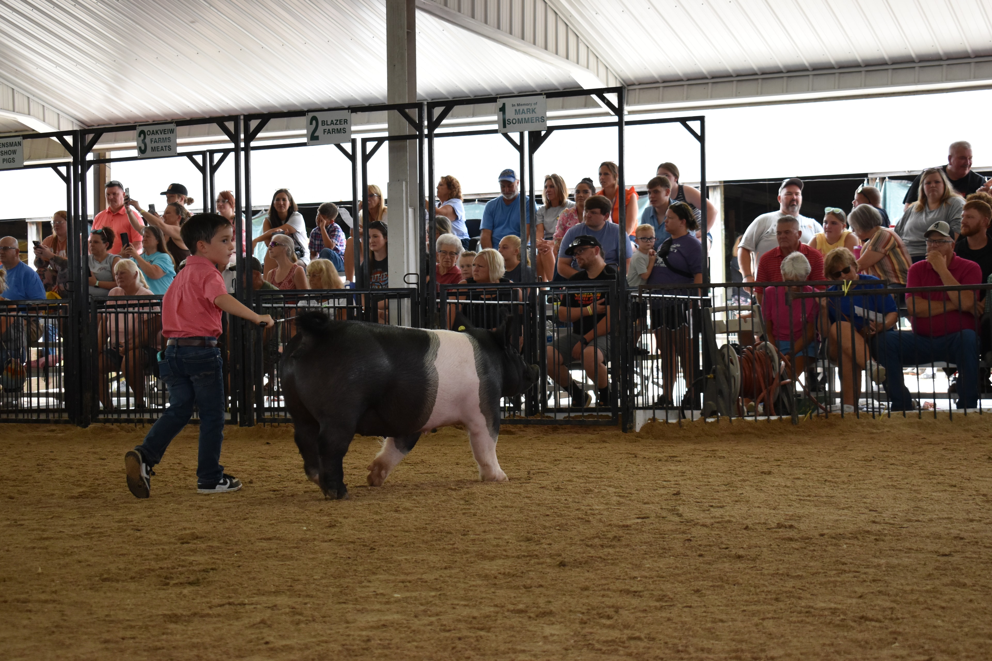 Small boy in coral-salmon pink polo shirt and jeans steering large black-and-white Hampshire cross pig with wide pink belly band and yellow ear tag from behind while packed bleachers watch from Lensman Show Pigs pen 4 and Oakveiw Farms Meats pen 3 and Blazer Farms pen 2 and Mark Sommers pen 1 behind at Champaign County Fair