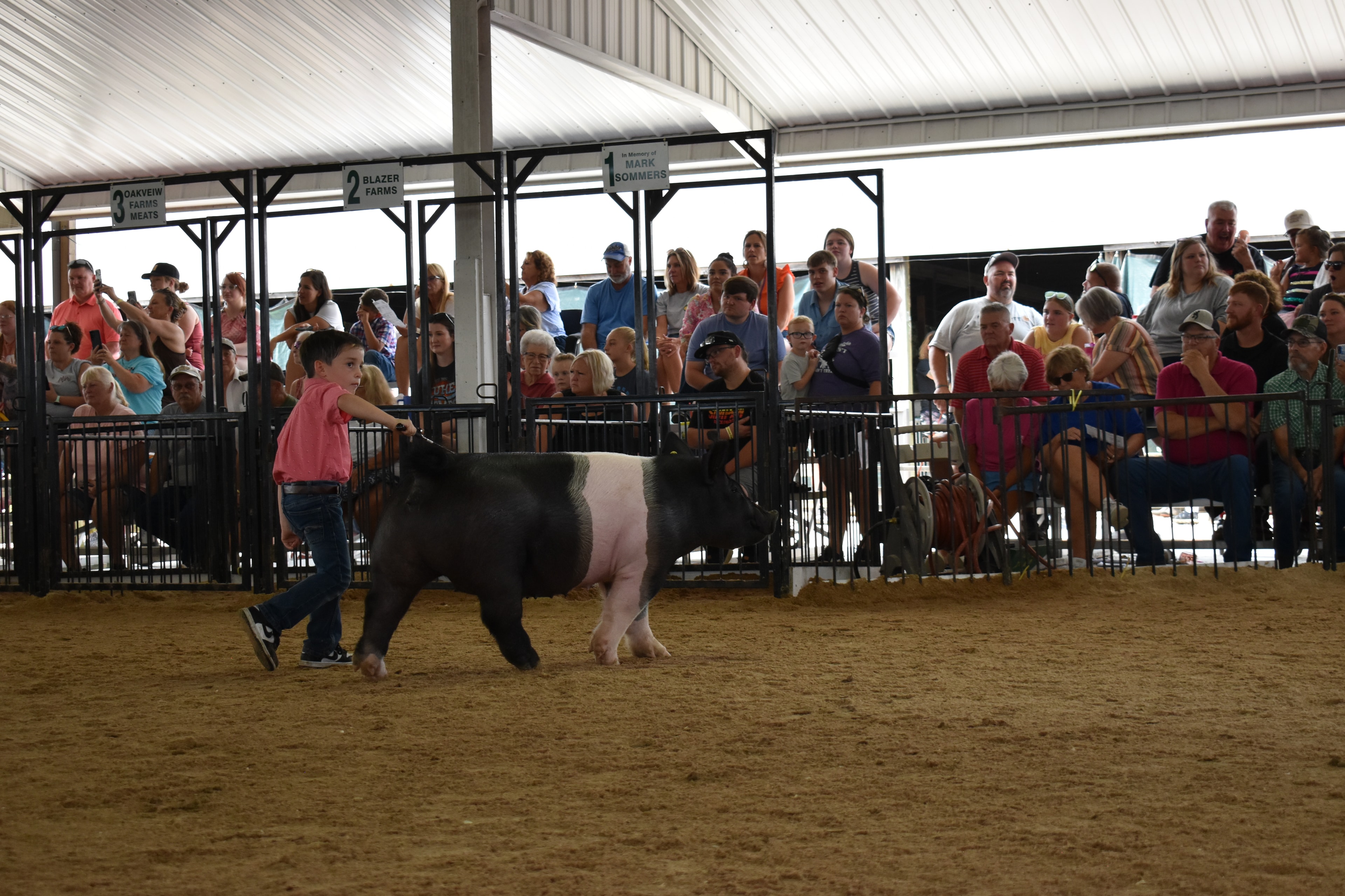 Small boy in coral-salmon pink polo shirt and jeans steering large black-and-white Hampshire cross pig with wide pink belly band and yellow ear tag from side with show stick while packed bleachers watch from Lensman Show Pigs pen 4 and Oakveiw Farms Meats pen 3 and Blazer Farms pen 2 and Mark Sommers pen 1 behind at Champaign County Fair