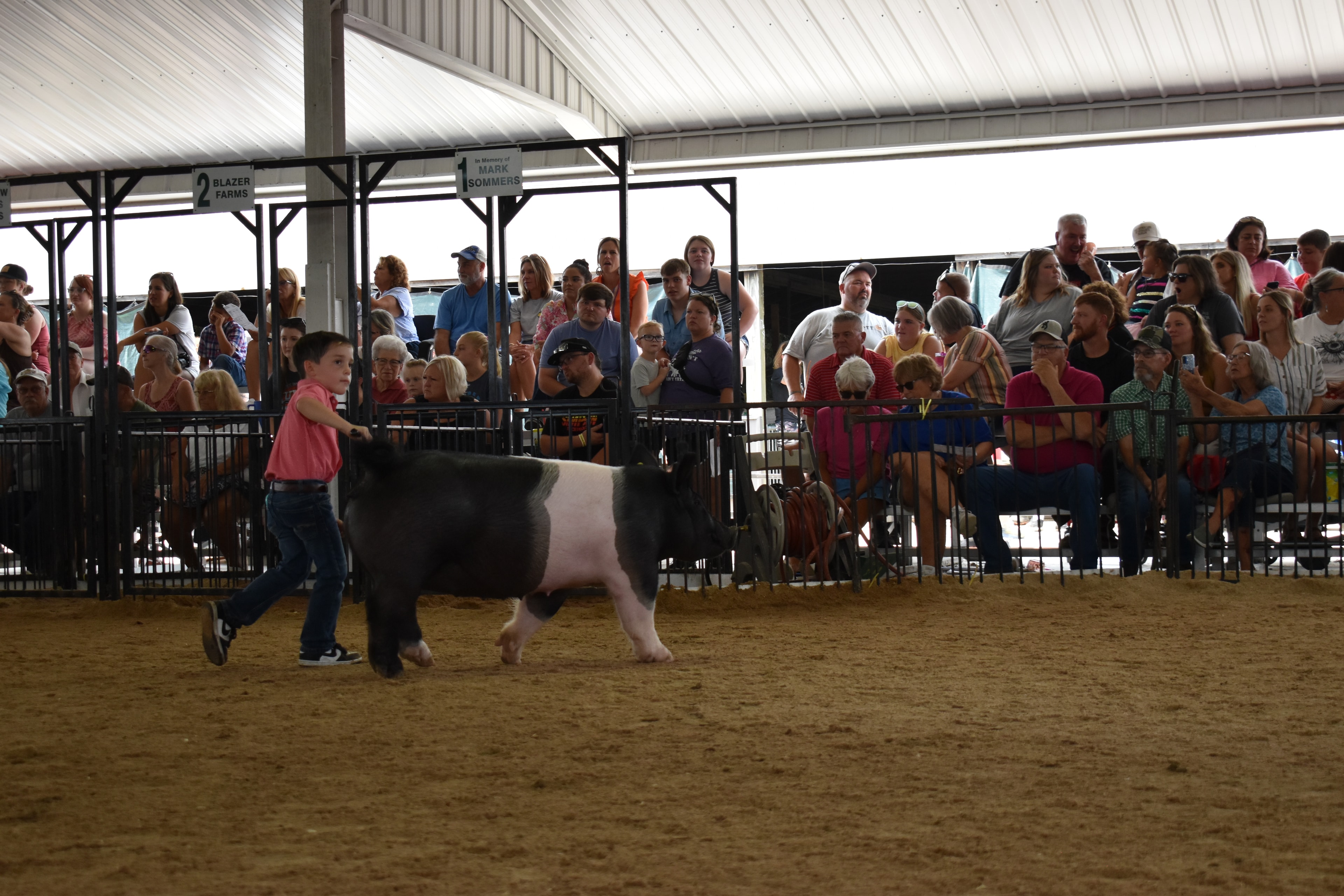 Small boy in coral-salmon pink polo shirt and jeans steering large black-and-white Hampshire cross pig with wide pink belly band and yellow ear tag from behind with show stick while packed bleachers watch from Lensman Show Pigs pen 4 and Oakveiw Farms Meats pen 3 and Blazer Farms pen 2 and Mark Sommers pen 1 behind at Champaign County Fair