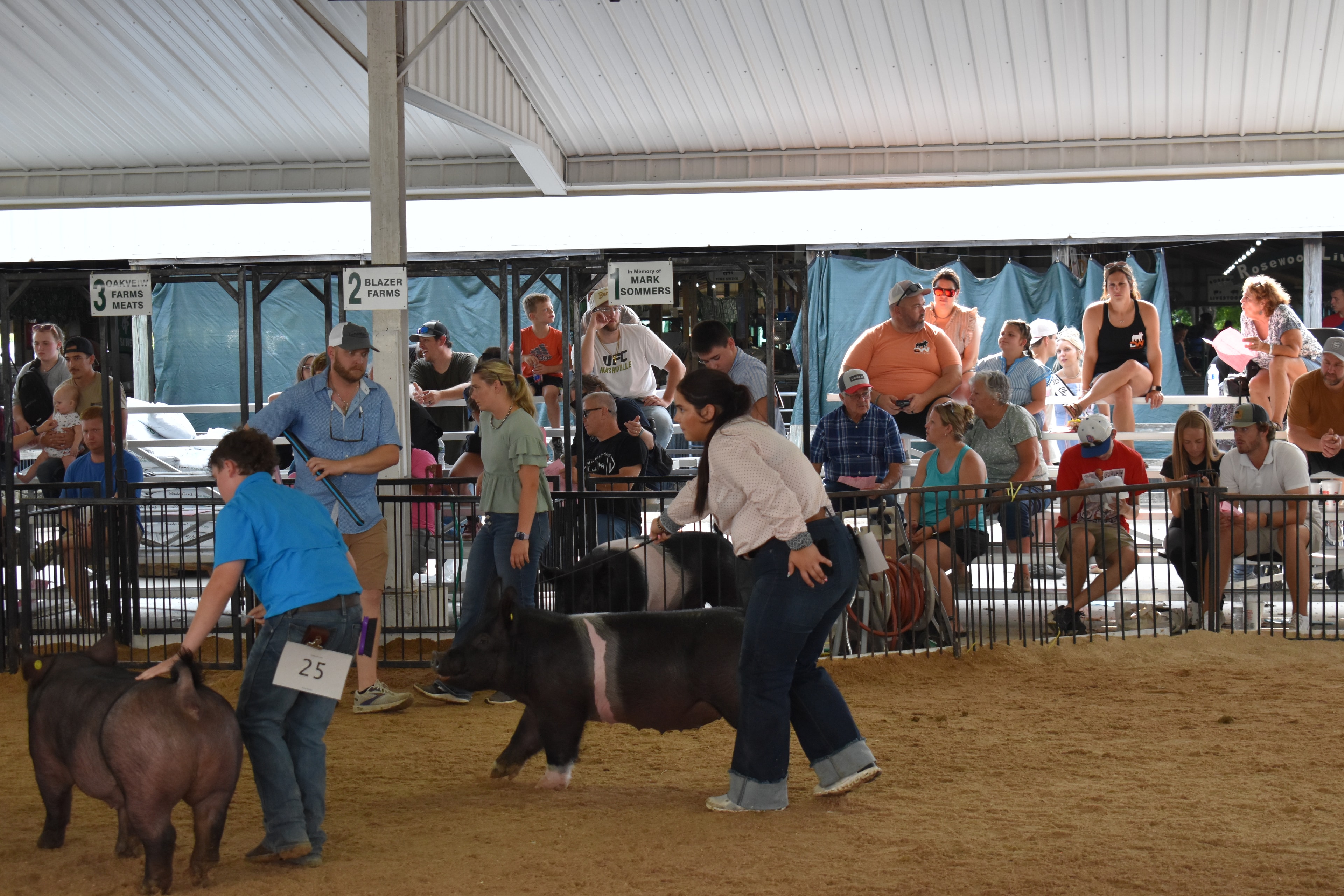 Multiple exhibitors showing pigs in the show ring at Champaign County Fair