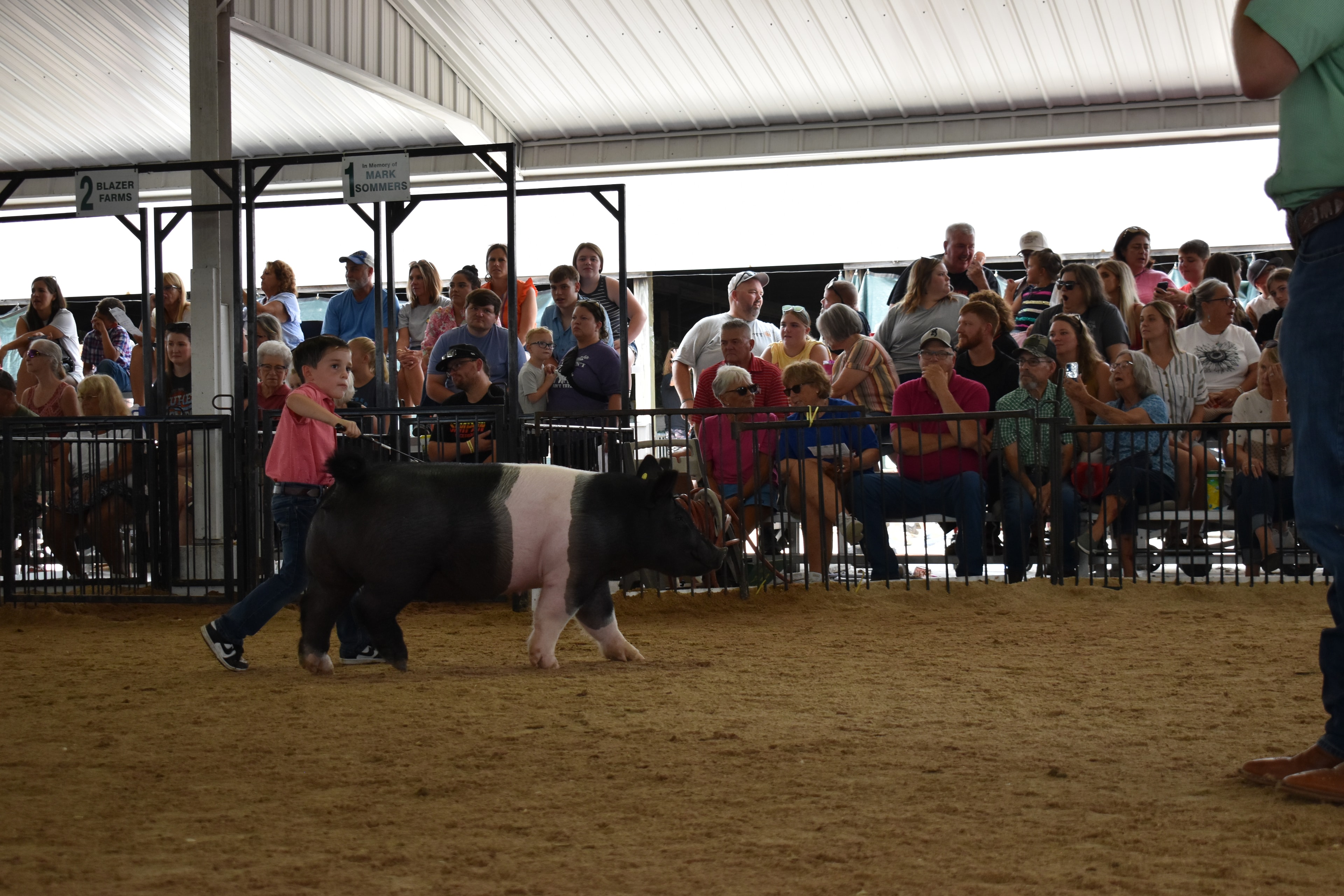 Small boy in coral-salmon pink polo shirt and jeans steering large black-and-white Hampshire cross pig with wide pink belly band and yellow ear tag from behind while packed bleachers watch from Lensman Show Pigs pen 4 and Oakveiw Farms Meats pen 3 and Blazer Farms pen 2 and Mark Sommers pen 1 behind at Champaign County Fair