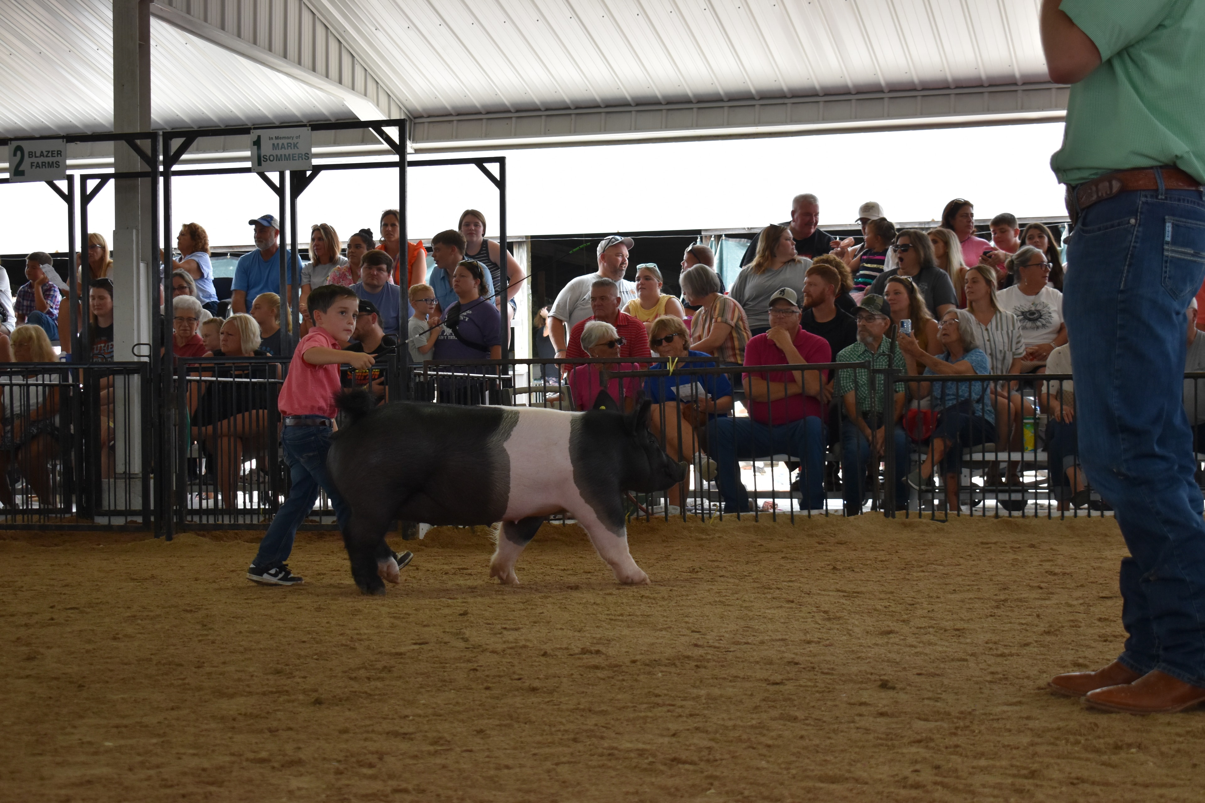 Small boy in coral-salmon pink polo shirt and jeans steering large black-and-white Hampshire cross pig with wide pink belly band and yellow ear tag from behind while packed bleachers watch from Lensman Show Pigs pen 4 and Oakveiw Farms Meats pen 3 and Blazer Farms pen 2 and Mark Sommers pen 1 behind at Champaign County Fair