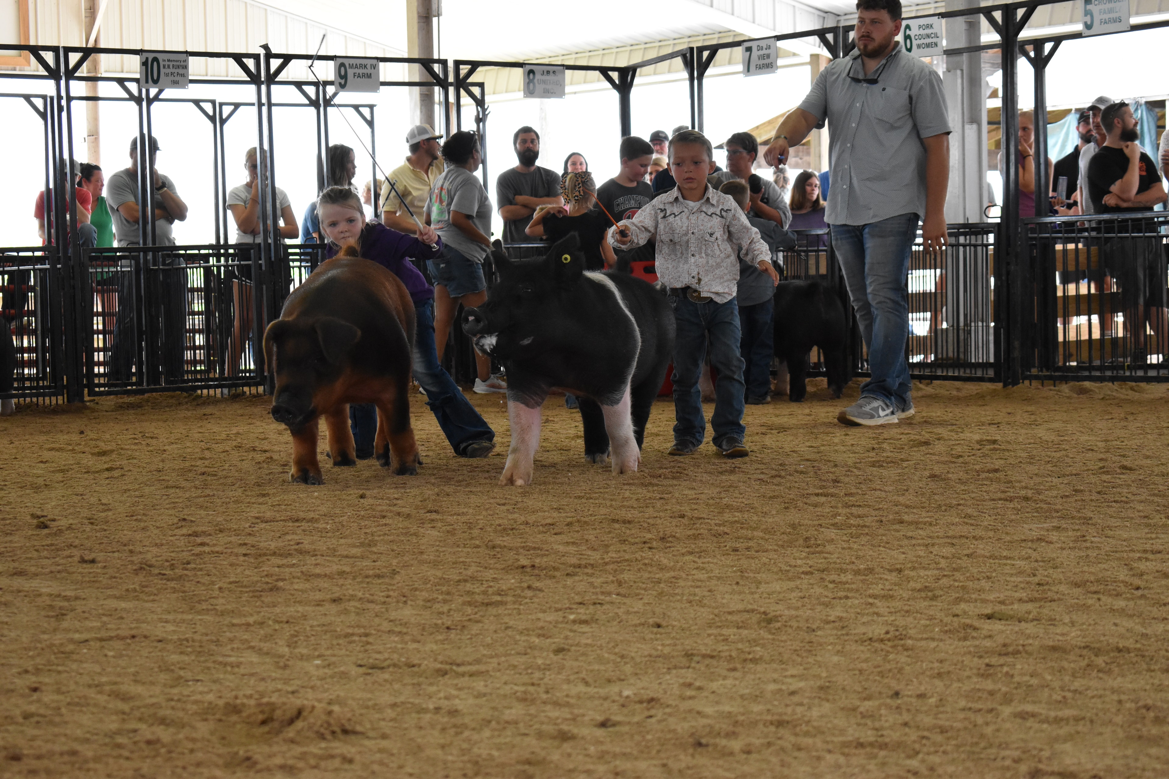Wide arena shot with small boy in coral-salmon pink polo shirt steering large black-and-white Hampshire cross pig while girl in purple western shirt steers Duroc reddish-brown pig and man in gray shirt assists with Pork Council Women pen 6 and Da Ja View Farms pen 7 and Lensman Show Pigs pen 4 and Oakveiw Farms Meats pen 3 visible with packed bleachers at Champaign County Fair