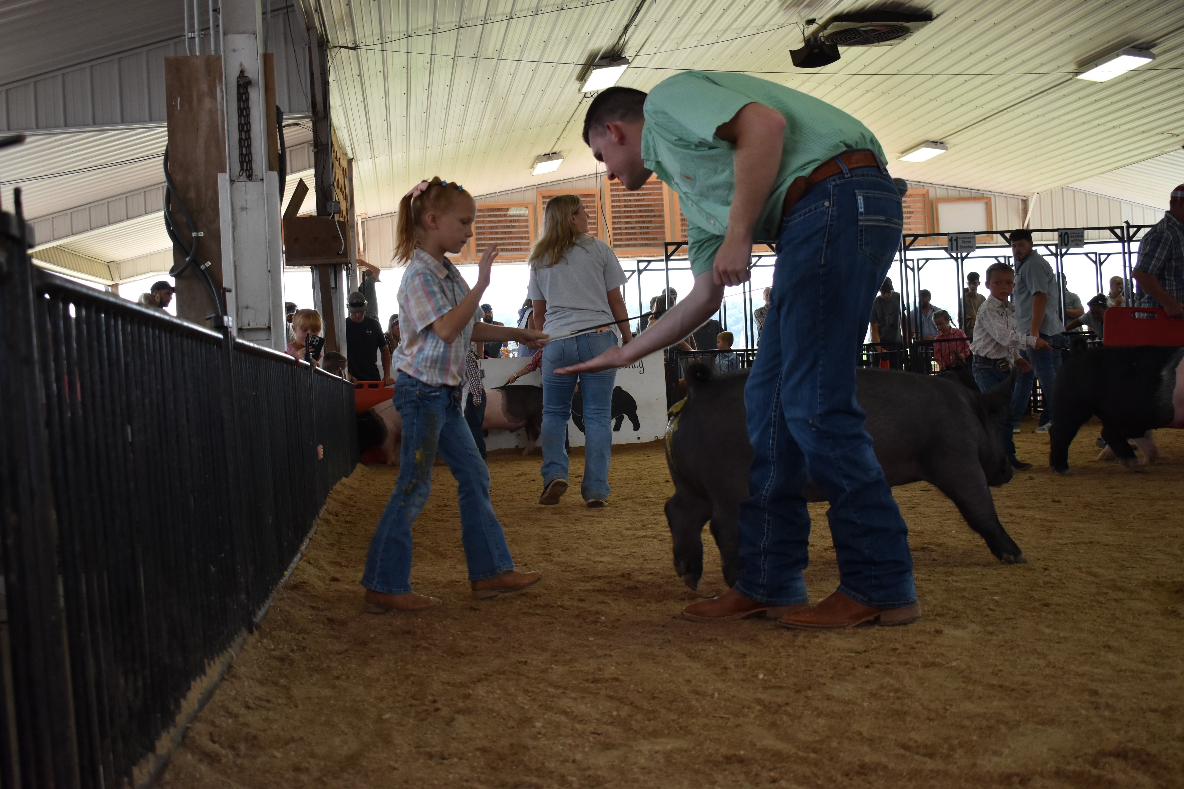 Judge in mint green shirt bending down to coach boy in white floral western snap shirt steering black Hampshire cross pig from behind while girl in purple shirt steers Duroc reddish-brown pig at left and man in plaid shirt assists and Lensman Show Pigs pen 4 and Oakveiw Farms Meats pen 3 and Blazer Farms pen 2 and Mark Sommers pen 1 behind with packed bleachers at Champaign County Fair