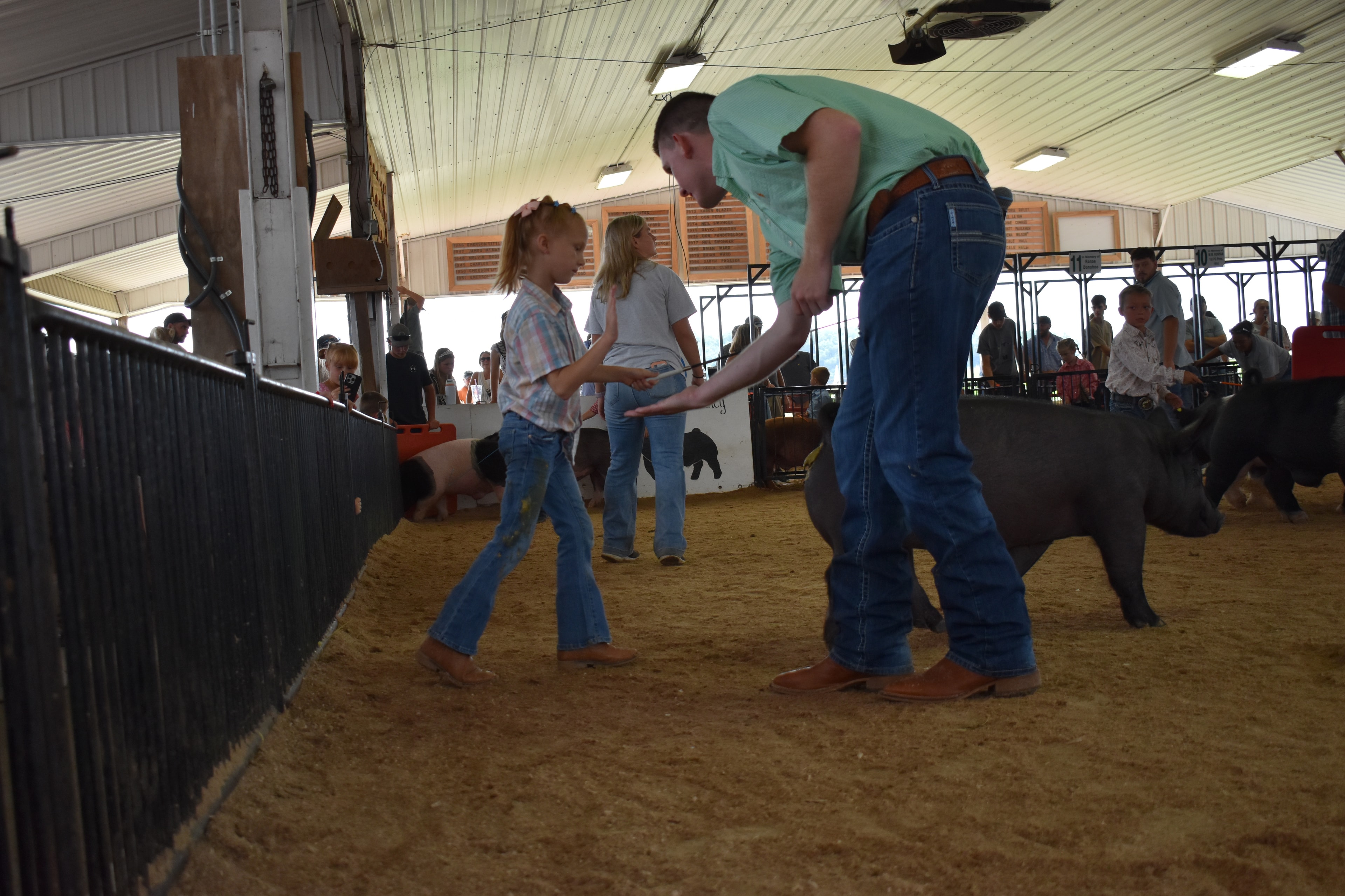 Girl in purple button-up shirt and gray Crocs steering massive reddish-brown Duroc pig from behind with red show board while man in plaid shirt assists and black Hampshire cross pig with pink belly band visible at left and Farms Meats pen 3 behind with packed bleachers at Champaign County Fair