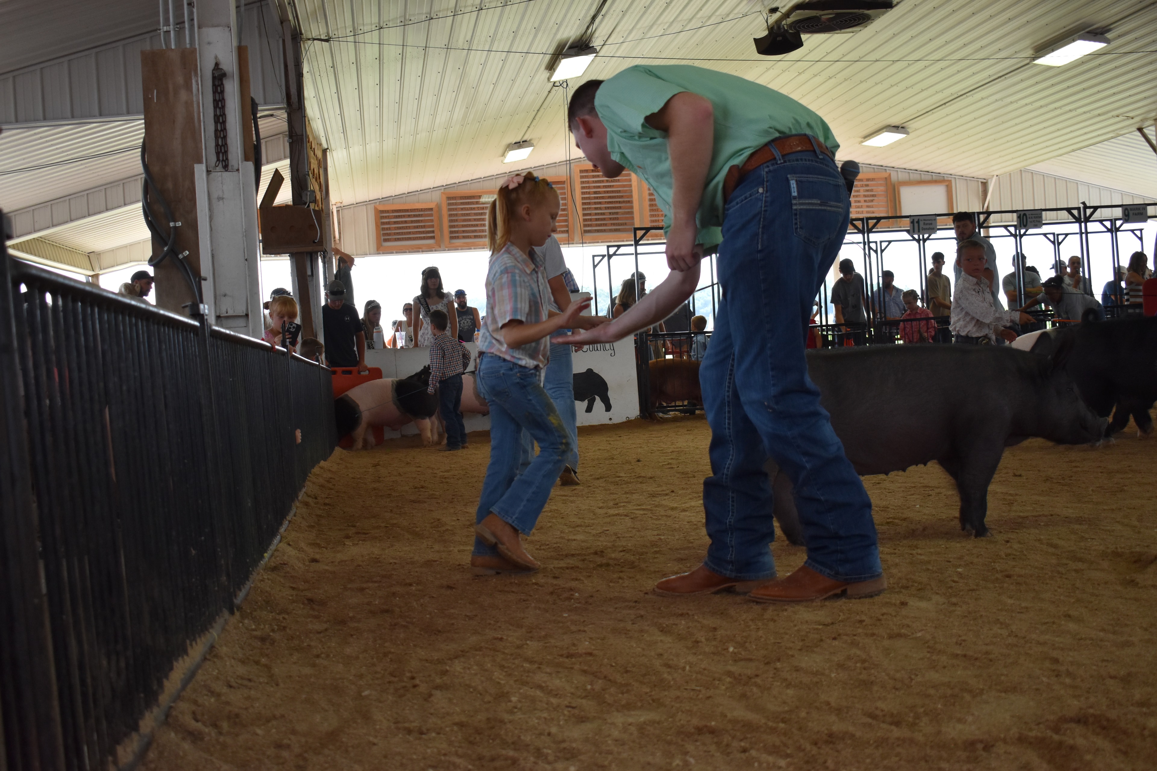 Girl in purple button-up shirt and gray Crocs steering massive reddish-brown Duroc pig from side with show stick while man in plaid shirt holds red show board and black Hampshire cross pig with pink belly band visible at left and Lensman Show Pigs pen 4 and Crowder Family Farms pen 5 behind with packed bleachers at Champaign County Fair