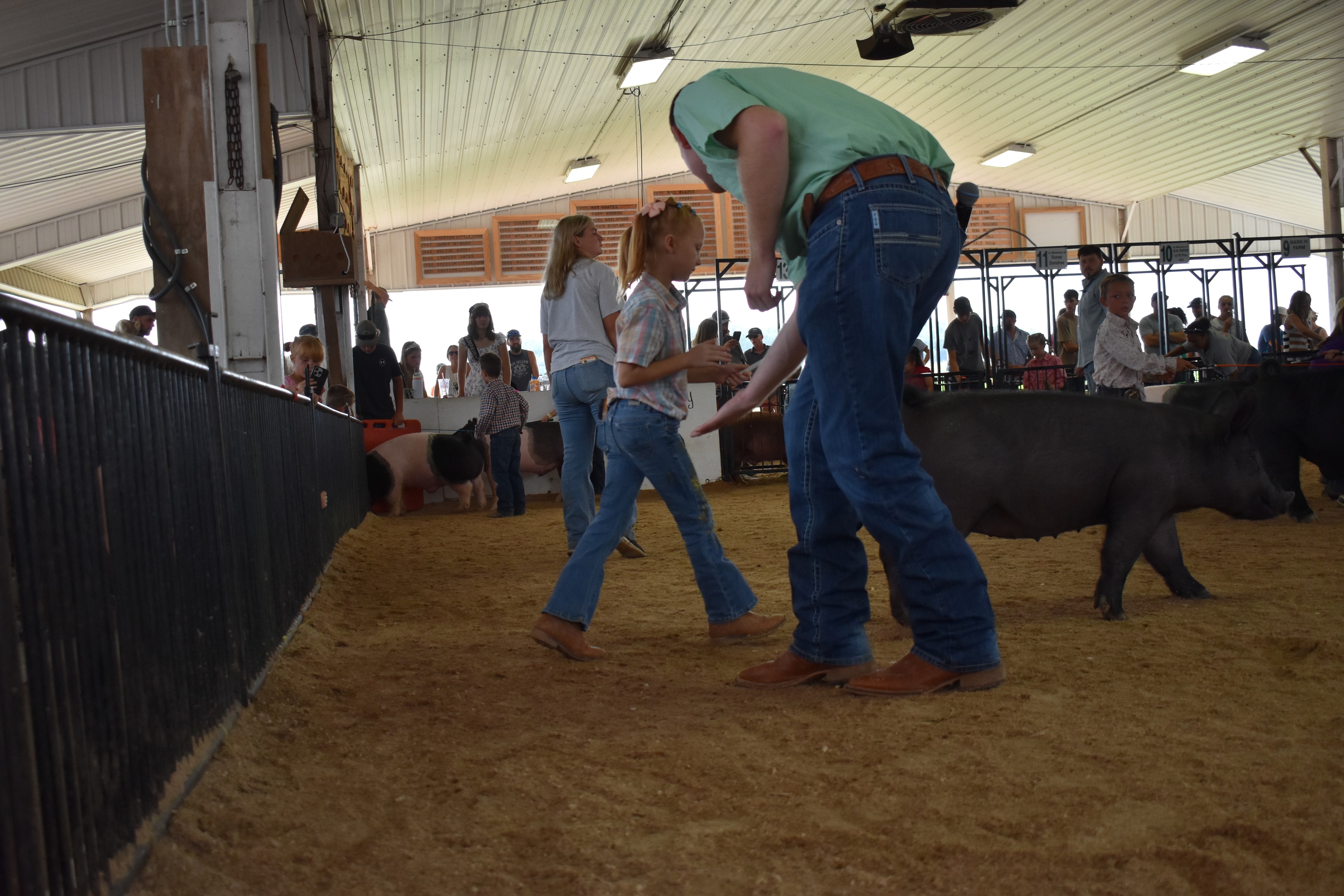 Close-up of girl in purple button-up shirt and gray Crocs steering massive reddish-brown Duroc pig from side while man in plaid shirt holds red show board and large black Hampshire cross pig sniffs the Duroc from left and Lensman Show Pigs pen 4 and Oakveiw Farms Meats pen 3 behind with packed bleachers at Champaign County Fair