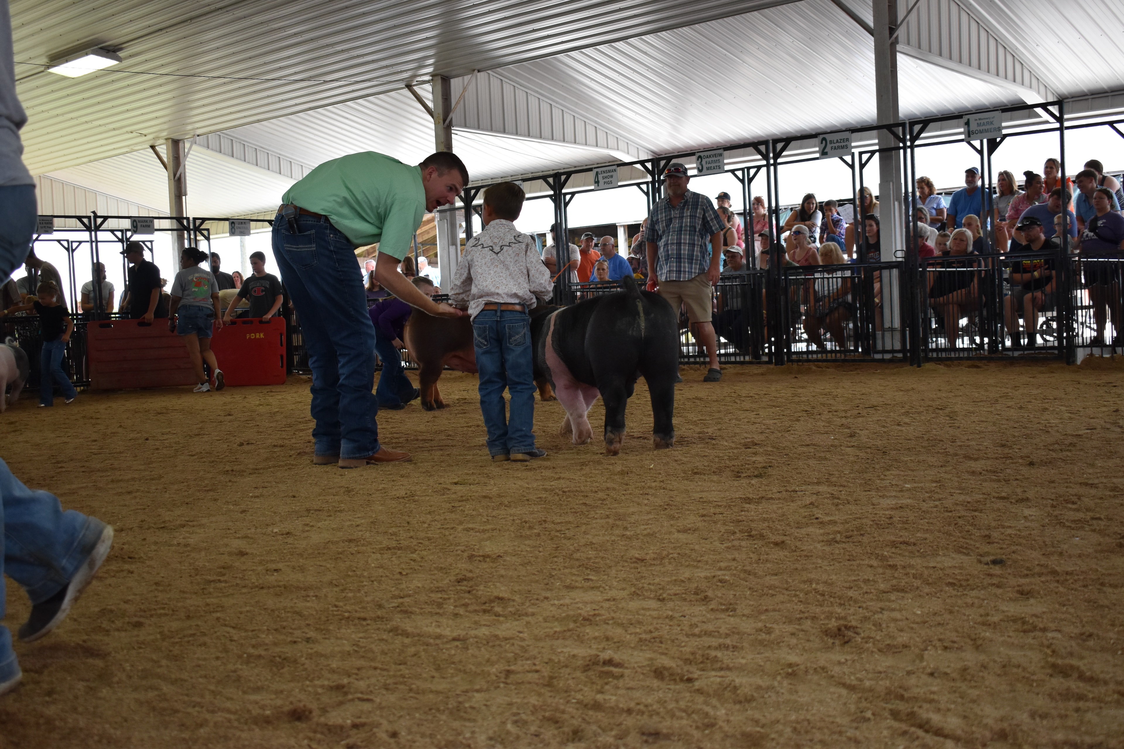 Girl in purple button-up shirt and gray Crocs steering massive reddish-brown Duroc pig from side while man in plaid shirt holds red show board and black Hampshire cross pig with pink belly band visible at left and Lensman Show Pigs pen 4 and Farms Meats pen 3 behind with packed bleachers at Champaign County Fair