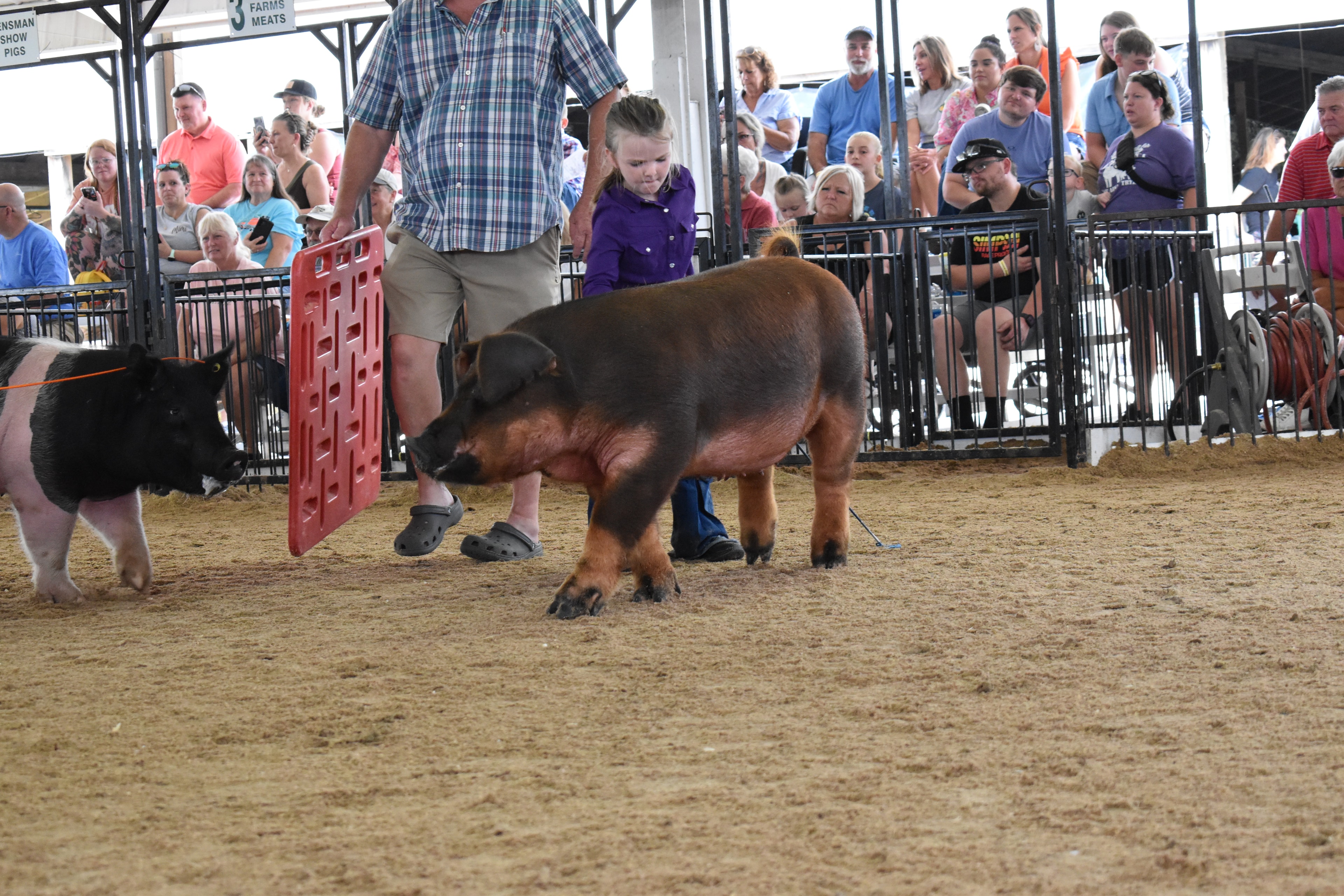 Girl in pink-blue-white plaid short-sleeve shirt with pink hair bow and jeans and cowboy boots being coached by teenage boy in mint green t-shirt and brown cowboy boots while woman in white t-shirt assists and small black Hampshire pig visible at right near rail fence with multiple exhibitors and pigs in background at Champaign County Fair