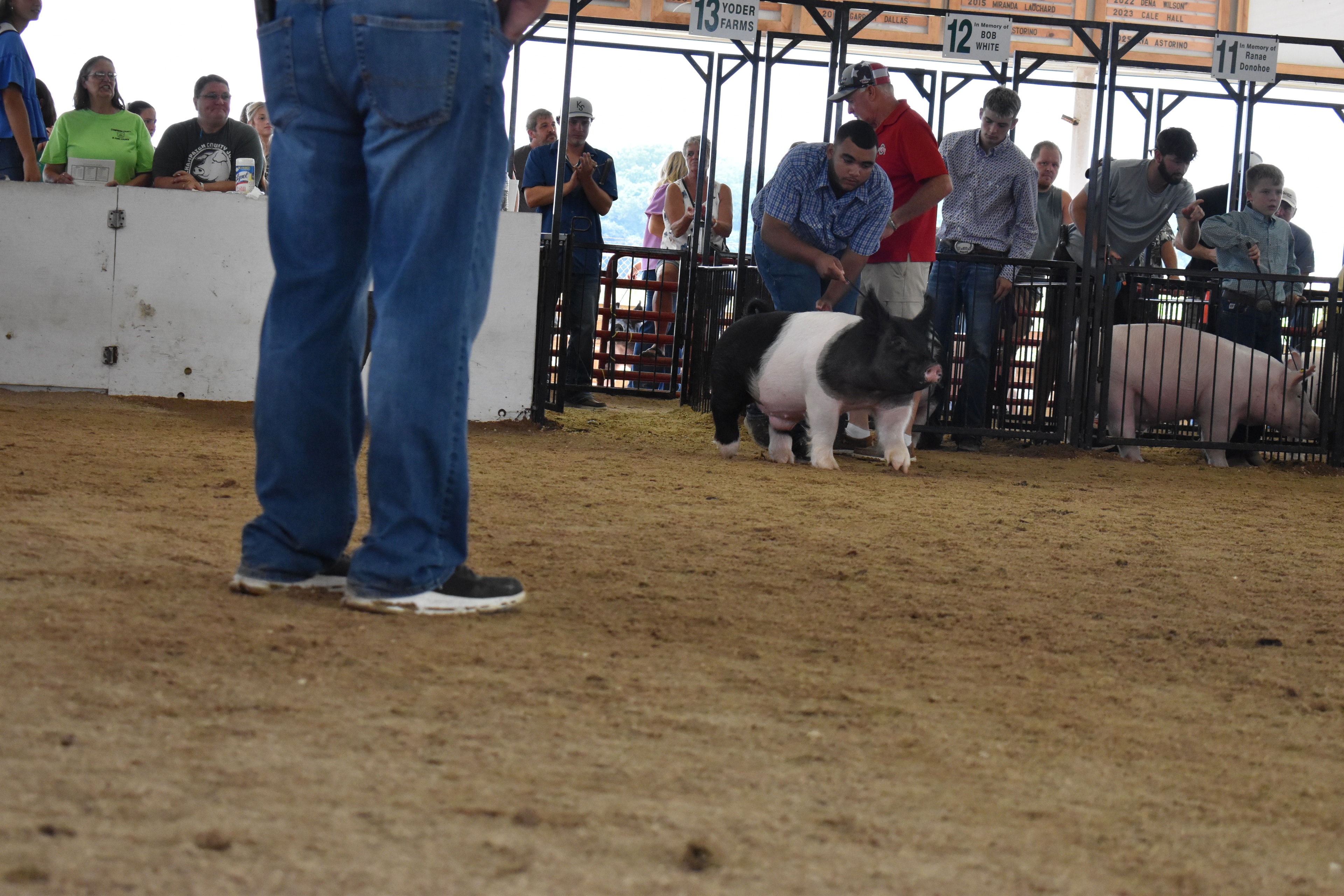 Champion ribbons at the county fair