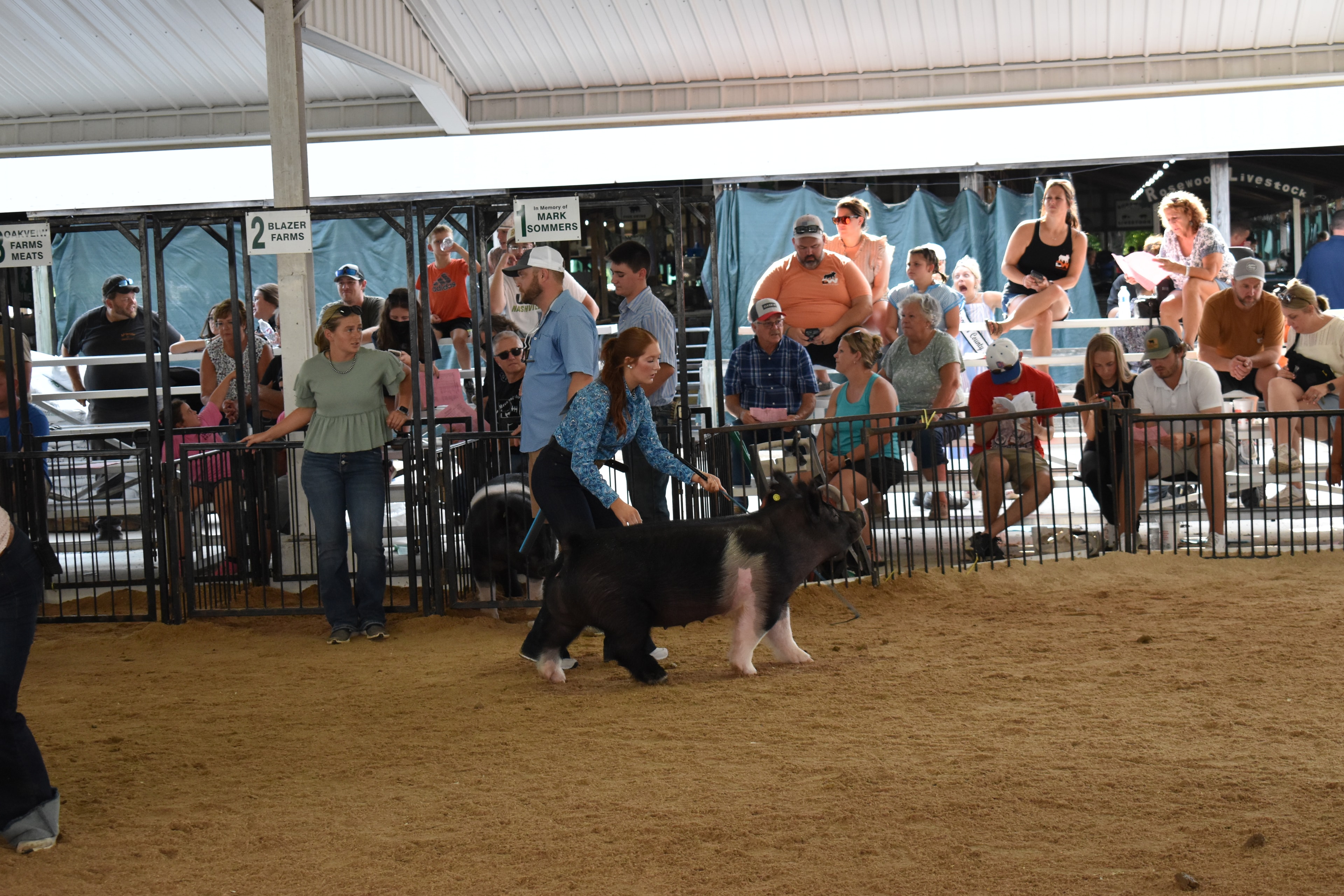 Exhibitors guiding pigs around the show ring at Champaign County Fair