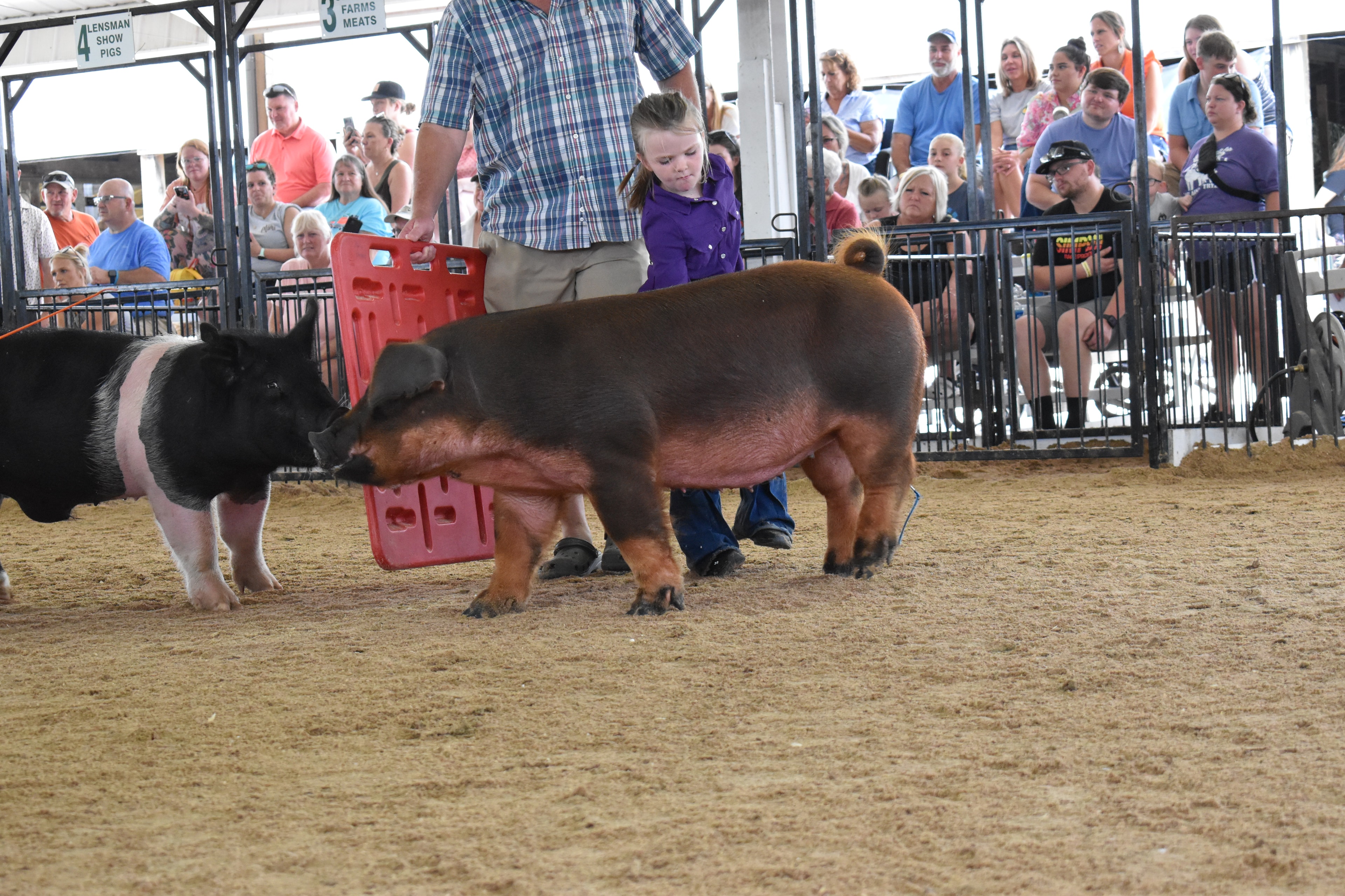 Girl in pink-blue-white plaid short-sleeve shirt with pink hair bow and jeans and cowboy boots being coached by teenage boy in mint green t-shirt and brown cowboy boots while woman in white t-shirt assists and small black Hampshire pig visible at right near rail fence with multiple exhibitors and pigs in background at Champaign County Fair