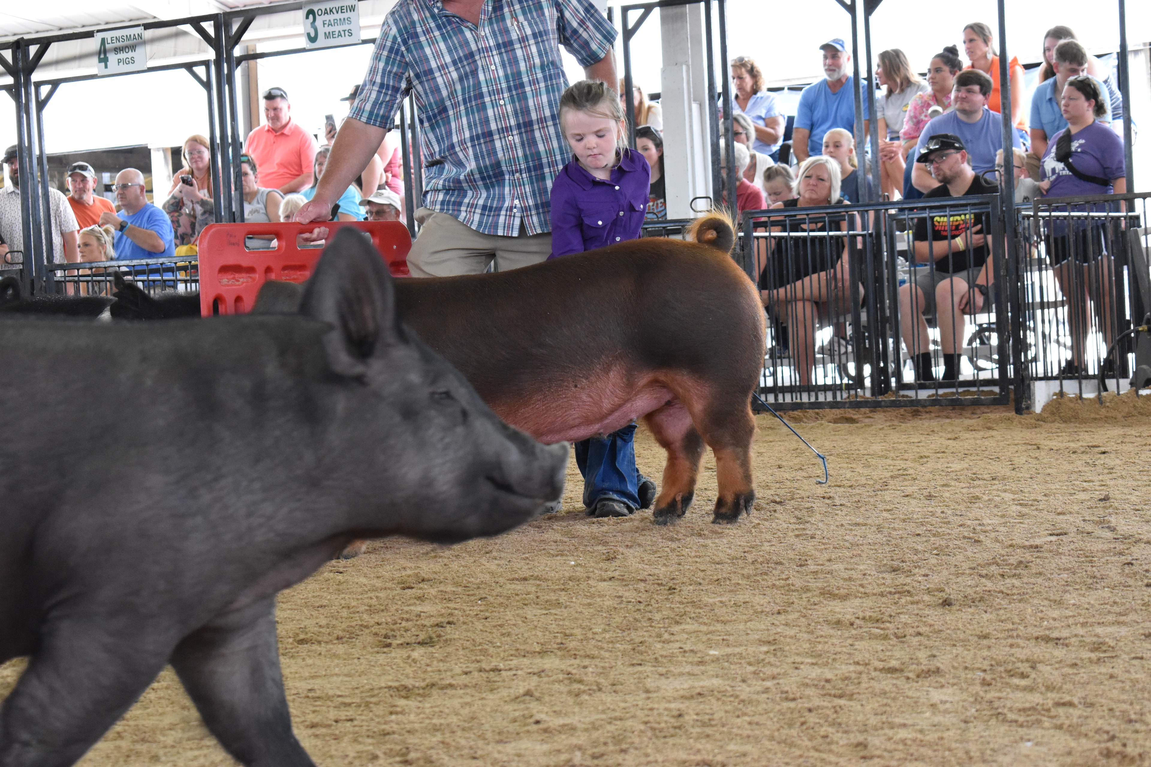 Wide shot of girl in pink-blue-white plaid short-sleeve shirt with pink hair bow and jeans and cowboy boots being coached by teenage boy in mint green t-shirt and brown cowboy boots while woman in white t-shirt assists and small black Hampshire pig visible at right near rail fence with multiple exhibitors and pigs and Champaign County sign in background at Champaign County Fair