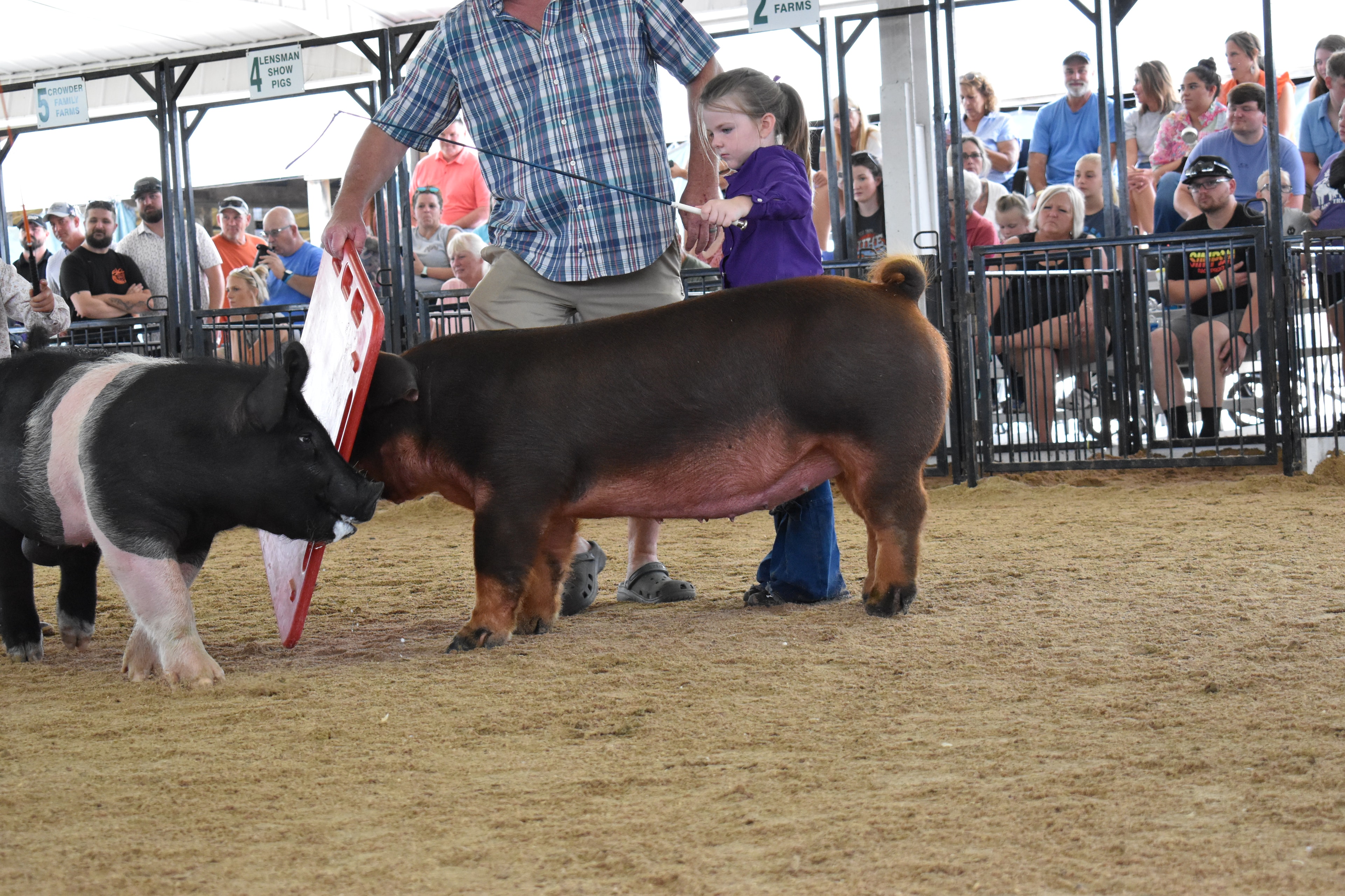 Wide shot of judge in mint green shirt bending to coach boy in white floral western snap shirt steering black-and-white Hampshire cross pig from behind while man in plaid shirt assists and Lensman Show Pigs pen 4 and Oakveiw Farms Meats pen 3 and Blazer Farms pen 2 and Mark Sommers pen 1 and packed bleachers behind at Champaign County Fair