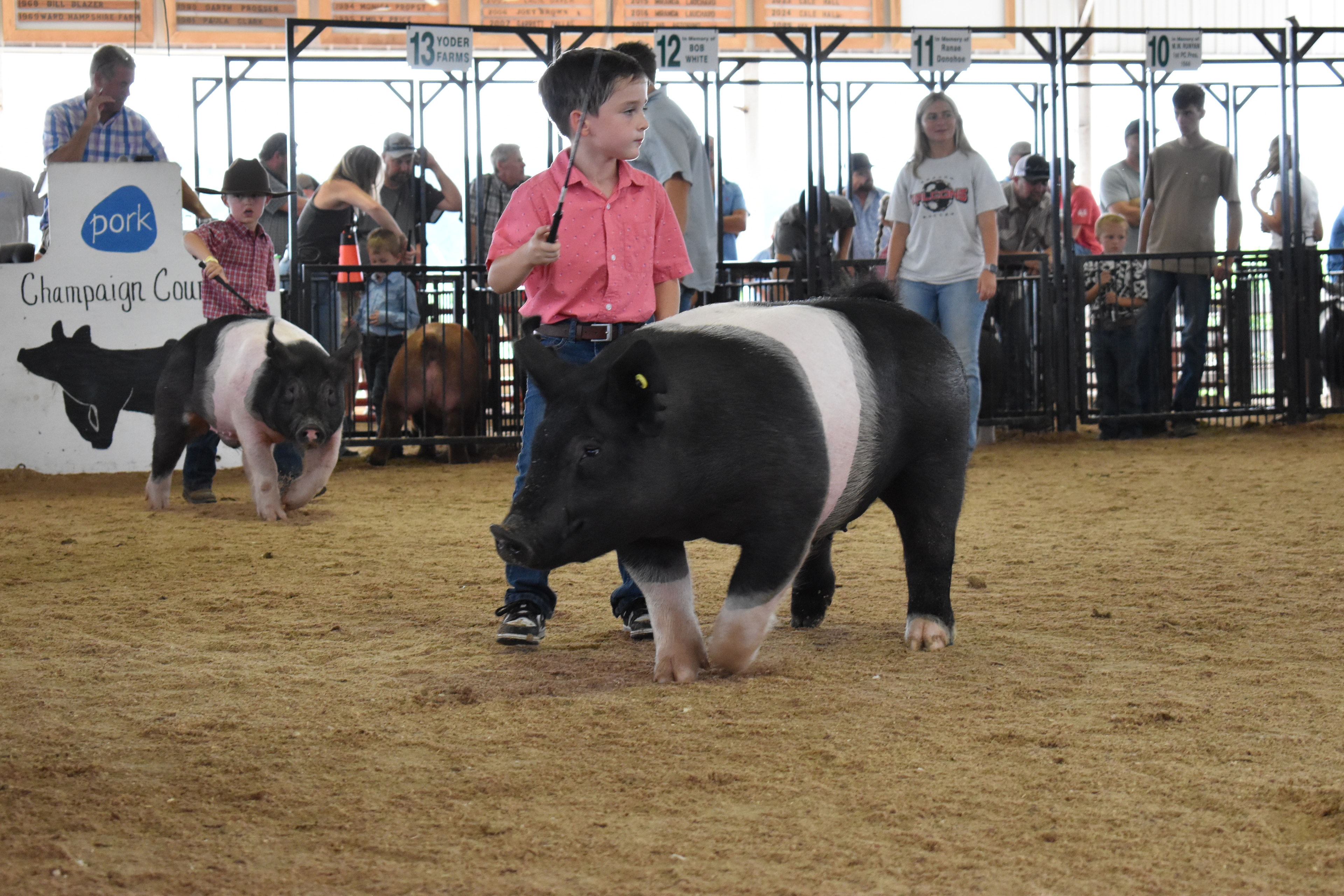 Girl in red top with black hair bow steering large black Hampshire cross pig from behind with red show board while Duroc reddish-brown pig at left and Mark IV Farm pen 9 and JBS United pen 8 and Da Ja View Farms pen 7 and Pork Council Women pen 6 and Lensman Show Pigs pen 4 behind at Champaign County Fair