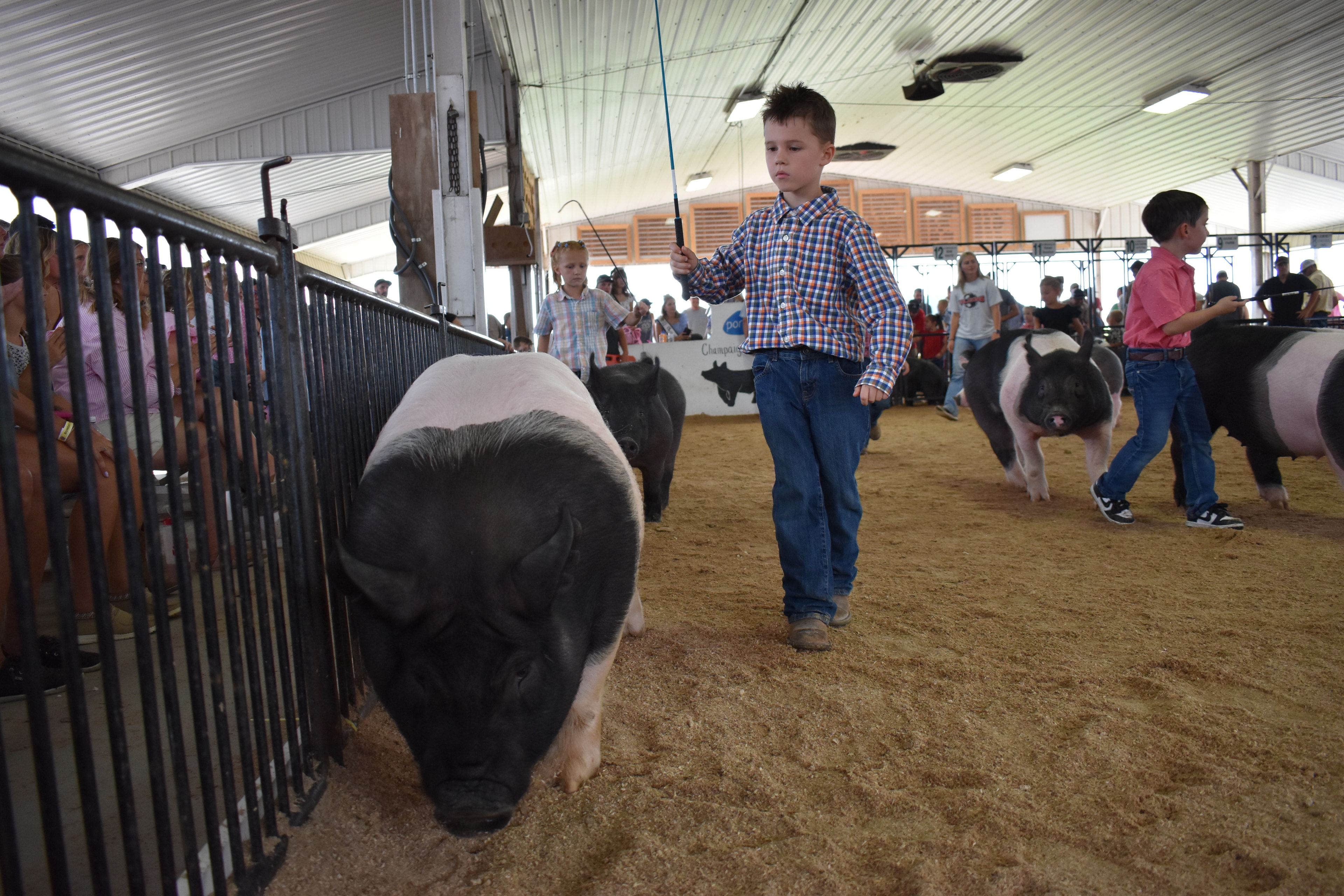 Wide arena shot with boy in blue chambray shirt and girl in red top and girl in pink plaid shirt all steering pigs while Duroc reddish-brown pig at left and Mark IV Farm pen 9 and JBS United pen 8 and Da Ja View Farms pen 7 and Pork Council Women pen 6 and Lensman Show Pigs pen 4 behind at Champaign County Fair