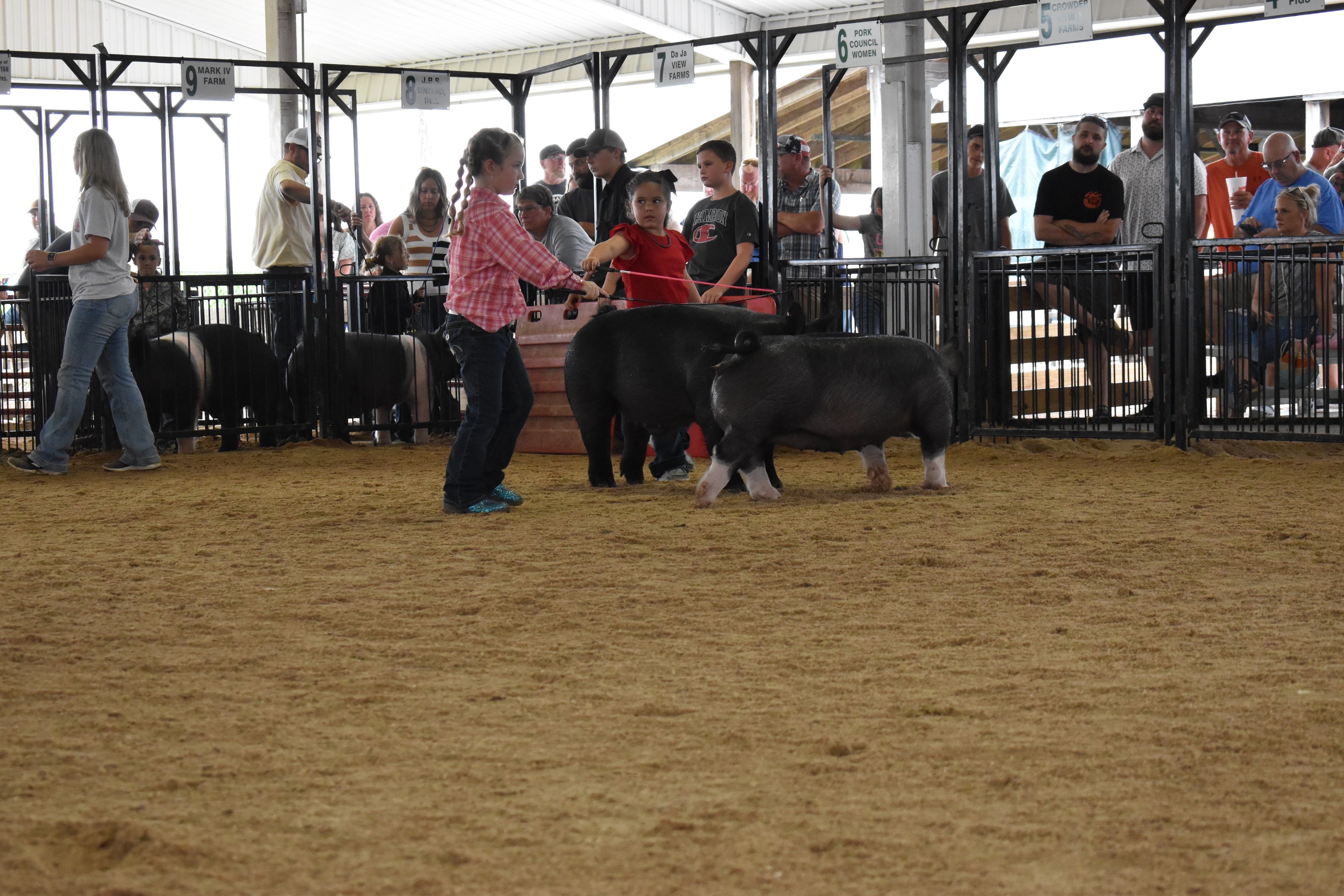 Girl in red top with black hair bow steering large black Hampshire cross pig from side while Duroc reddish-brown pig at left and Mark IV Farm pen 9 and Da Ja View Farms pen 7 and Pork Council Women pen 6 and Lensman Show Pigs pen 4 behind with packed crowd at Champaign County Fair