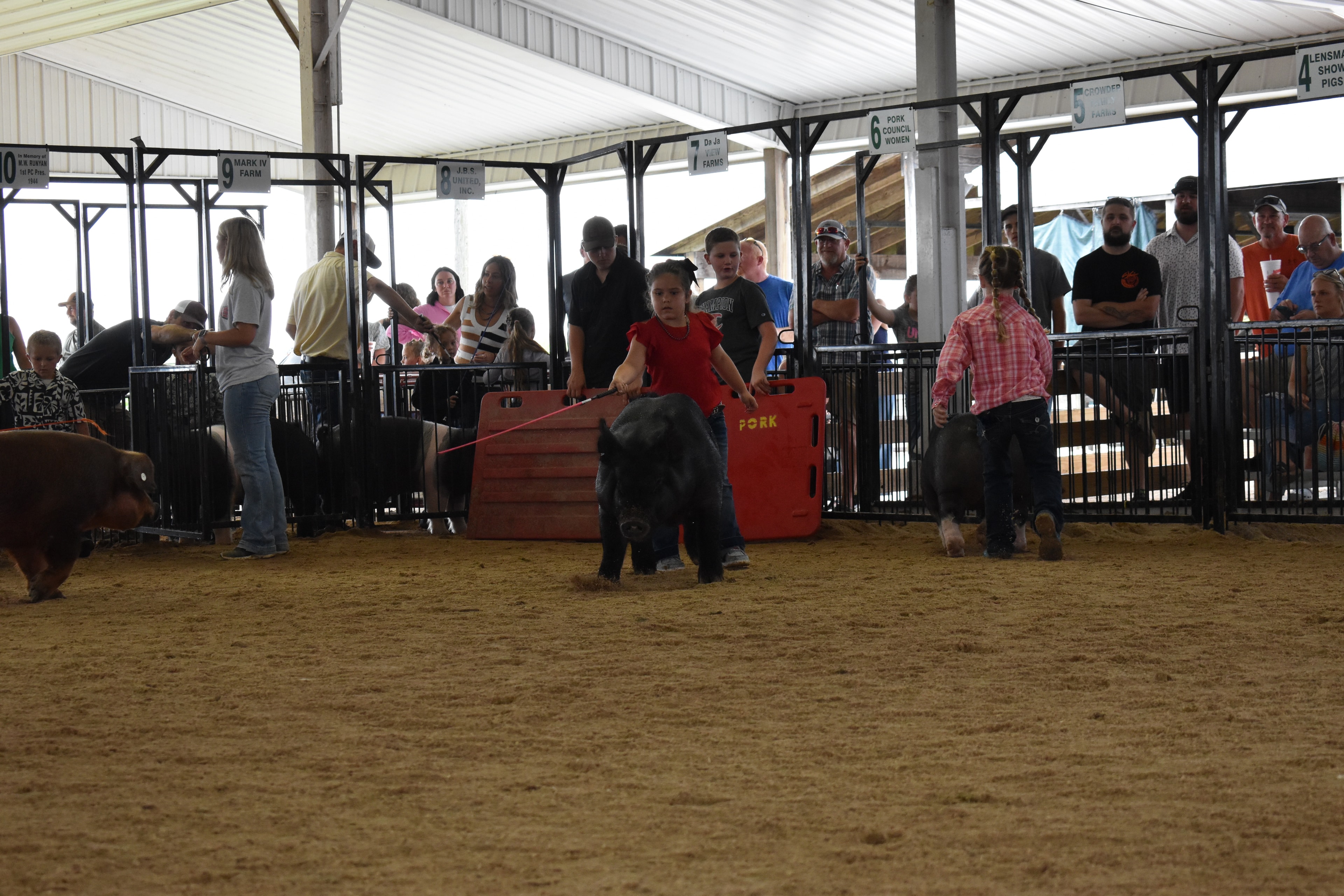 Woman in gray t-shirt and denim shorts wrestling large black-and-white Hampshire cross pig while boy in Champion t-shirt assists with red show board and girl in black top with curly hair stands nearby with Mark IV Farm pen 10 and Mark IV Farm pen 9 and JBS United pen 8 and Da Ja View Farms pen 7 and Pork Council Women pen 6 and Crowder Farms pen 5 behind at Champaign County Fair