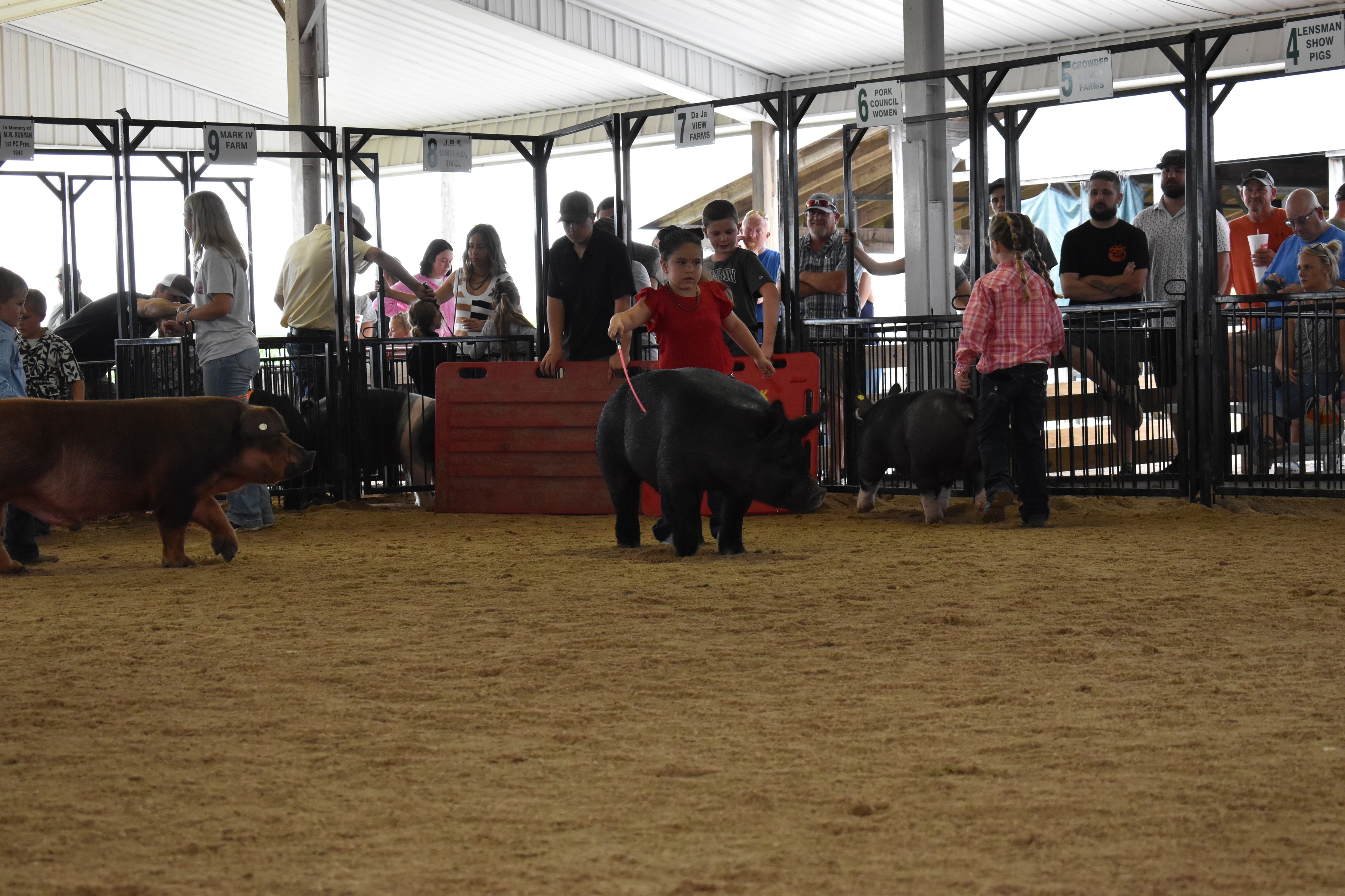 Small boy in pink button-up shirt and jeans steering large black-and-white Hampshire cross pig with wide pink belly band and yellow ear tag from behind while Champaign County Pork sign and past champions boards and Yoder Farms pen 13 and Bob White pen 12 and Ranae Donohoe pen 11 and Mark IV Farm pen 10 visible behind at Champaign County Fair