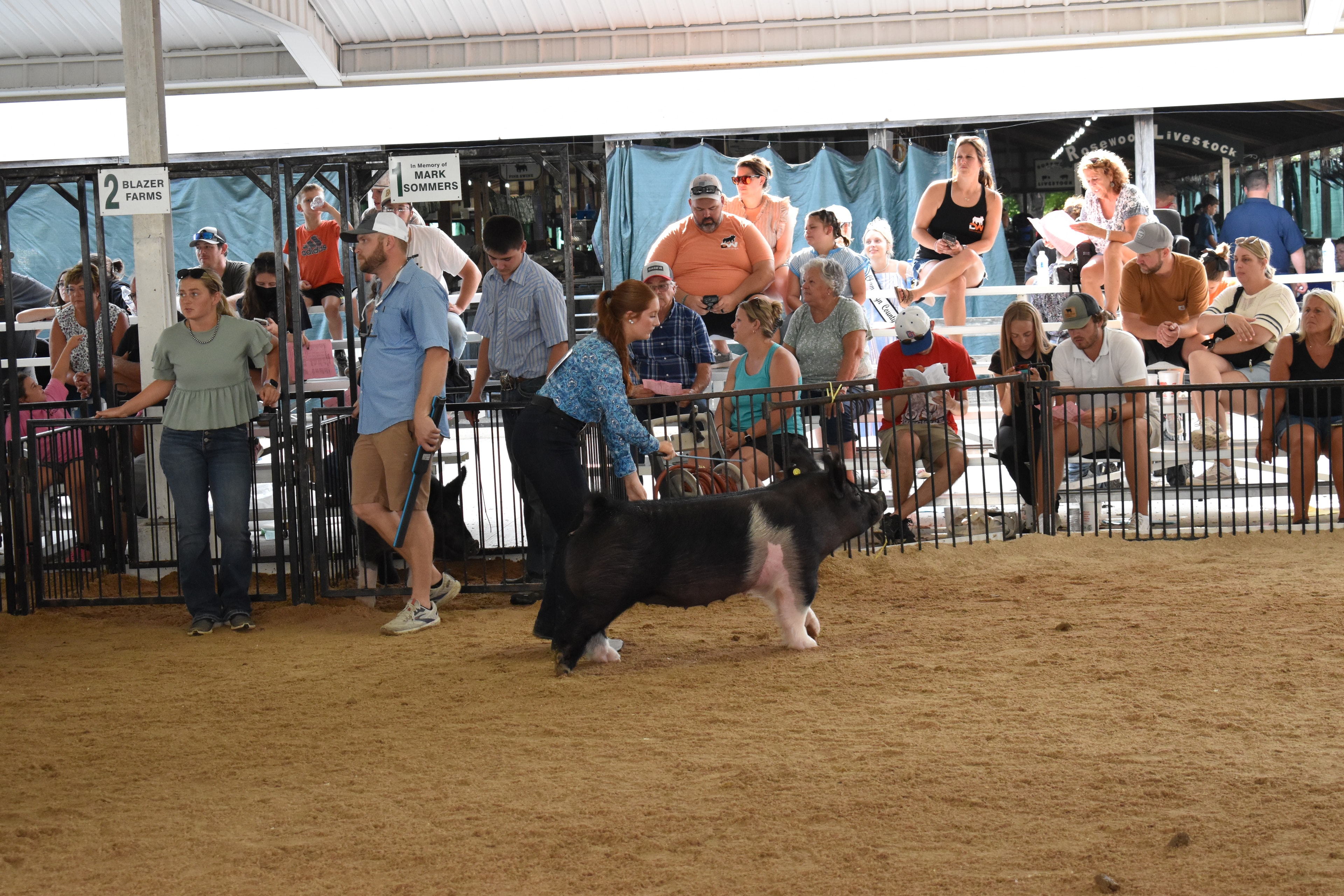 Handlers working pigs in the arena at Champaign County Fair