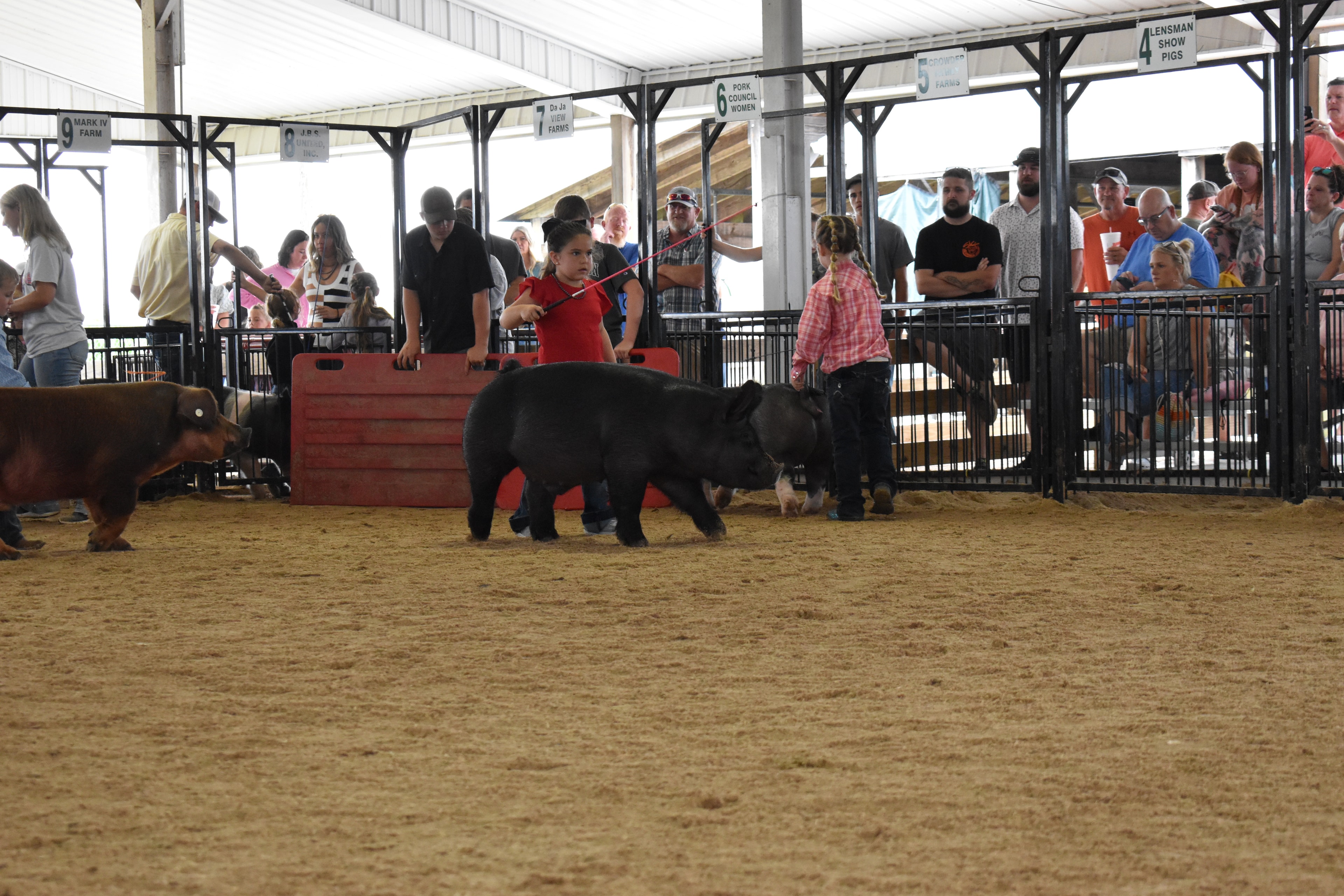 Small boy in pink button-up shirt and jeans steering large black-and-white Hampshire cross pig with wide pink belly band and yellow ear tag from side while Champaign County Pork sign and past champions boards and Yoder Farms pen 13 and Bob White pen 12 and Ranae Donohoe pen 11 visible behind at Champaign County Fair